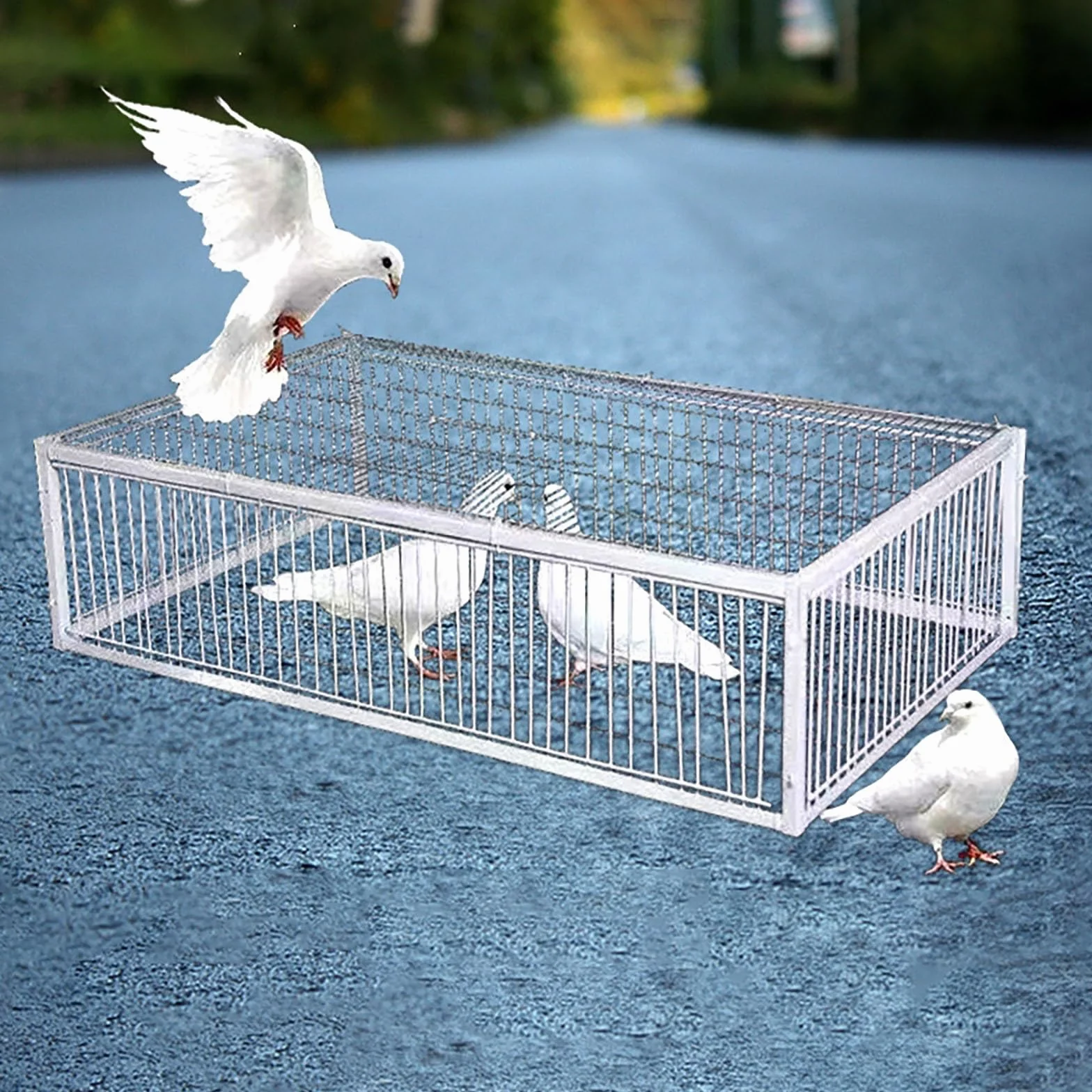 Trampa para pájaros, Jaula Trampa para pájaros, Colector de Trampa, Puerta de gallinero de 40/60/70/90/100 cm para Palomas de Carreras, Palomas, Loros, pájaros, Puerta de Ventana, Suministros d