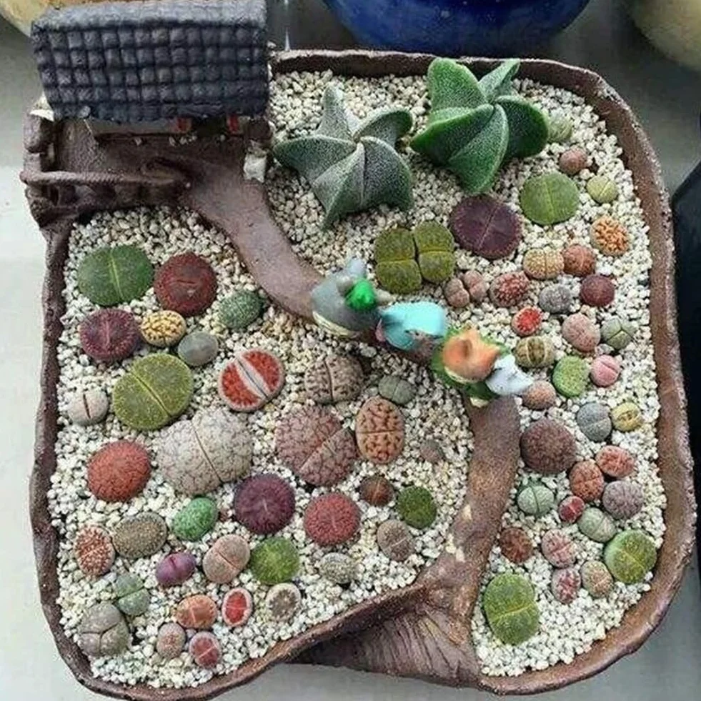 100 Unids Semillas de Lithops Mixtas Piedras Vivas Planta Suculenta Bonsai Semillas de Decoración de Jardín para Plantar Jardín Semillas de Lithops