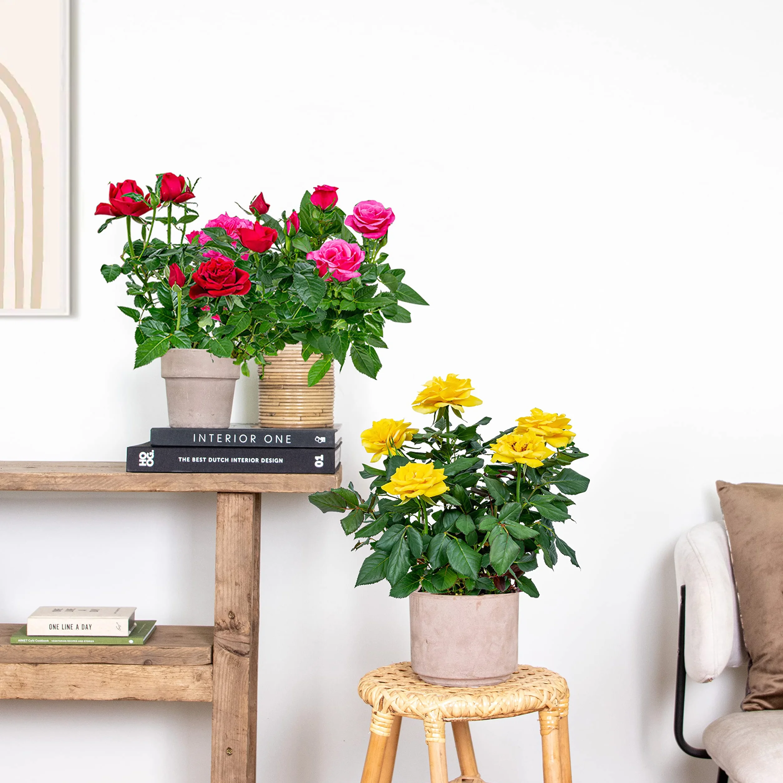 Bloomique - Mezcla de 3 - Rosa en maceta - Rojo, amarillo, rosa - Interior/exterior - Plantas de interior - Plantas de jardín - Plantas de terraza - Resistente al frío - Altura 20-30 cm - Maceta 12 cm