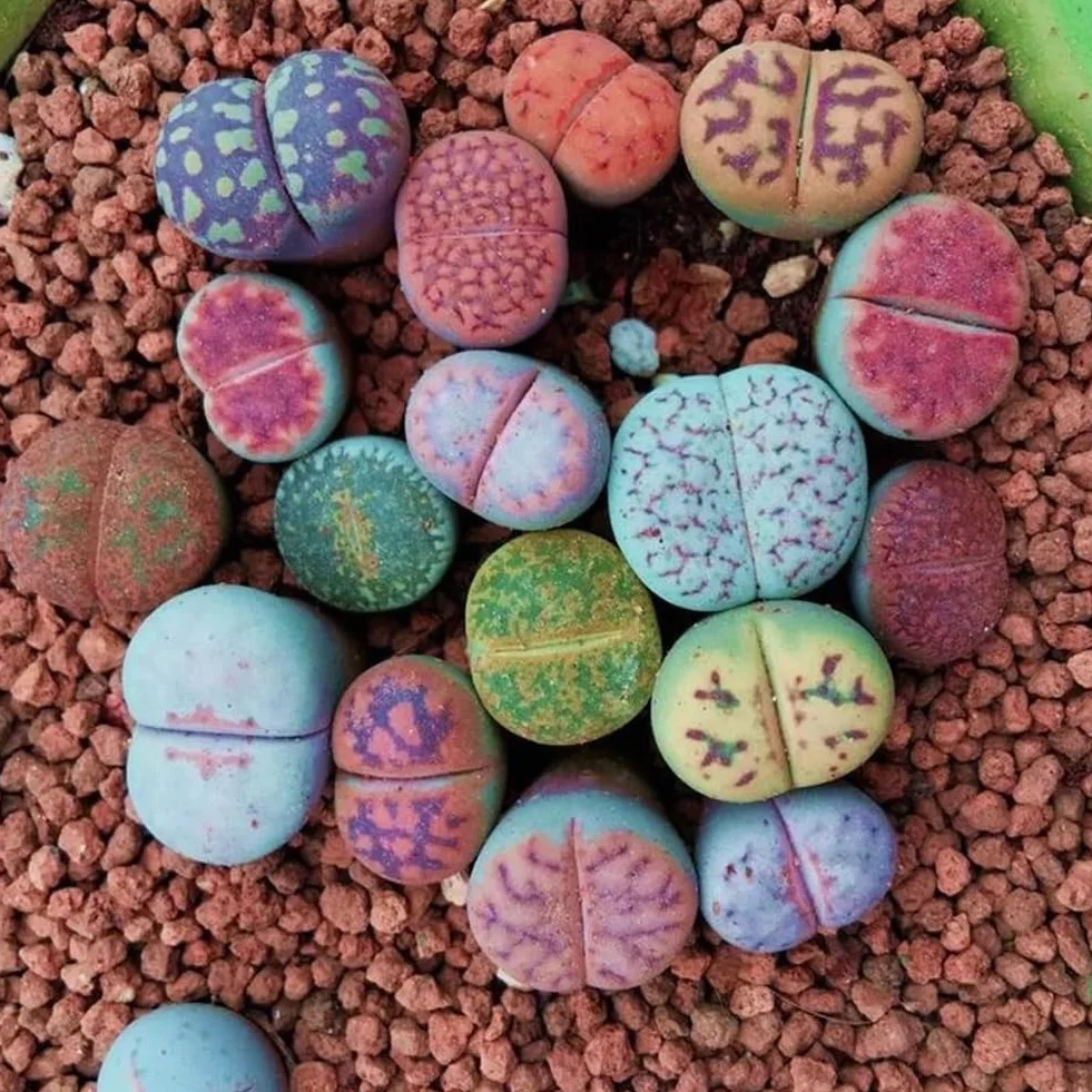 100 Unids Semillas de Lithops Mixtas Piedras Vivas Planta Suculenta Bonsai Semillas de Decoración de Jardín para Plantar Jardín Semillas de Lithops