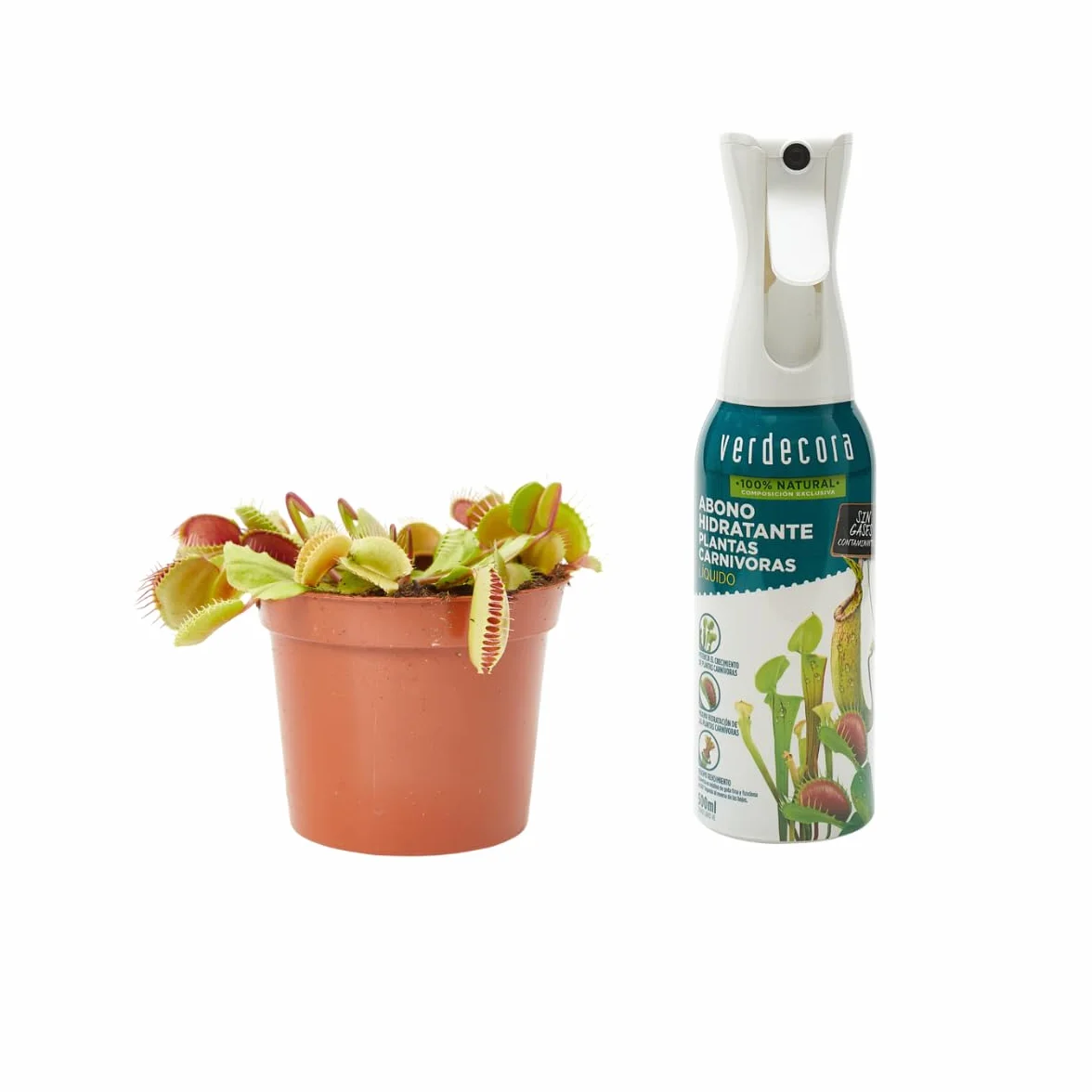 Verdecora Planta Carnívora Dionaea Muscipula + Abono Hidratante Plantas Carnívoras | Venus Atrapamoscas | Planta Insectívora de interior (Maceta Ø9cm)