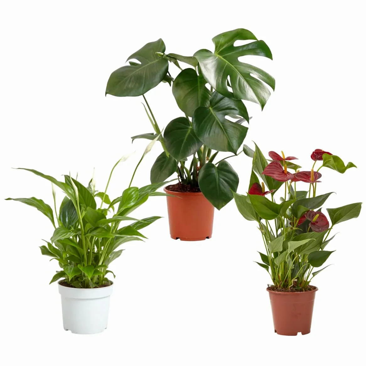 Verdecora Spathiphyllum Anthurium Rojo Monstera Plantas Ornamentales Interior Ø13cm