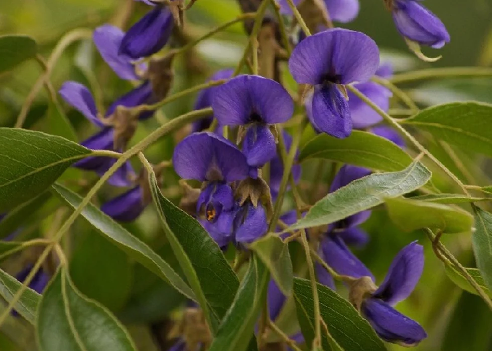 SAFLAX - Glicinia africana - 15 semillas - Bolusanthus africanus