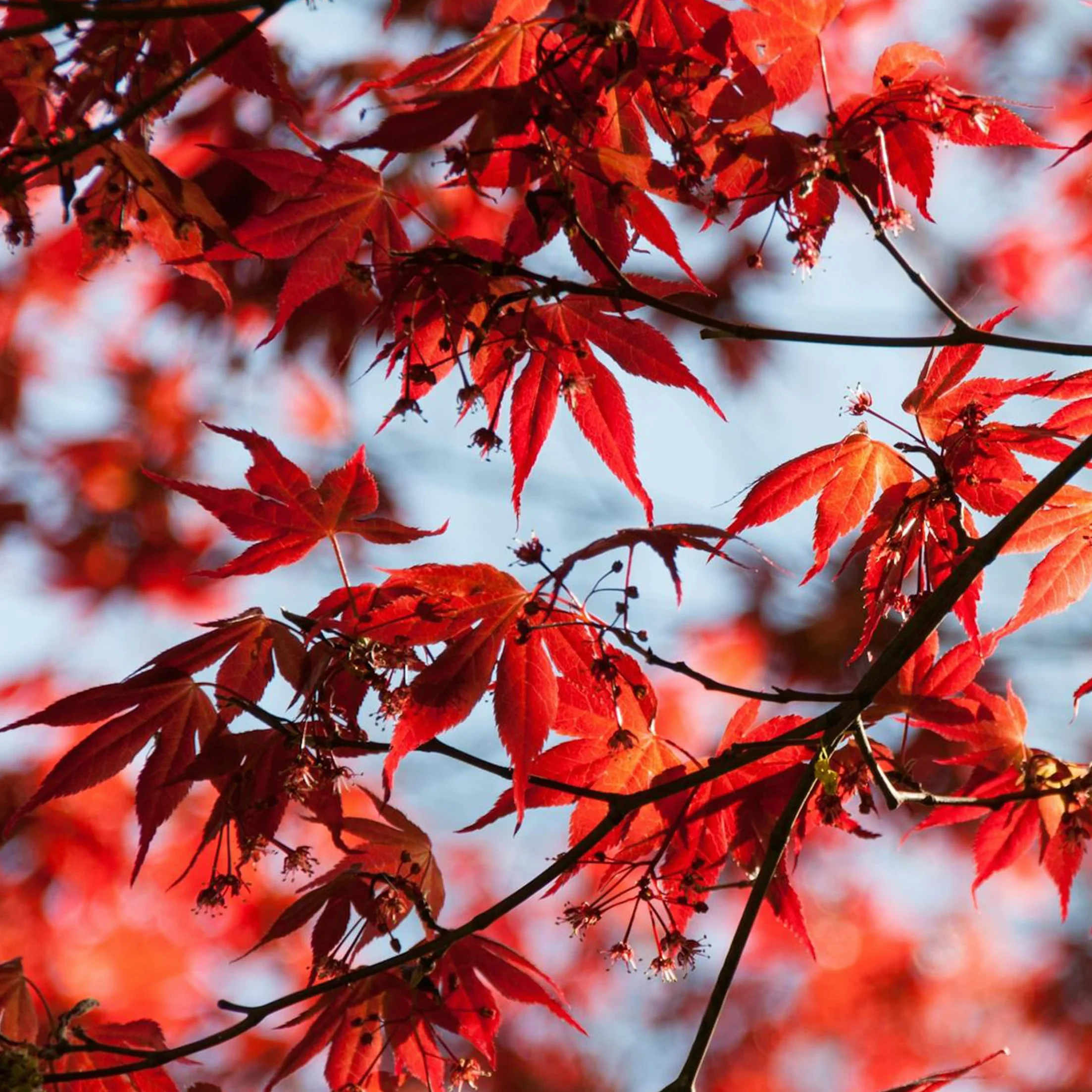 Plant in a Box - Arce japonés - Acer palmatum 'Atropurpureum' - Altura 25-40cm - Tamaño de la maceta 10,5cm - árbol - rojo