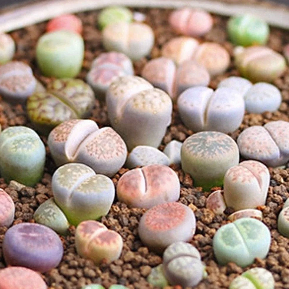 Portal Cool 100Pcs: 50 / 100Pcs Semillas de Lithops raras mezcladas Piedras vivas Semillas de plantas de cactus suculentas