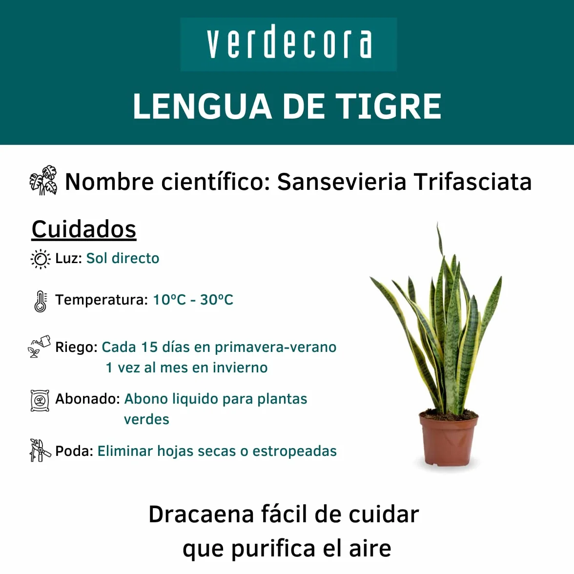 Verdecora Sansevieria | Planta natural de interior en maceta de 3L | Lengua de Tigre - Lengua de Suegra | Planta purificadora del aire