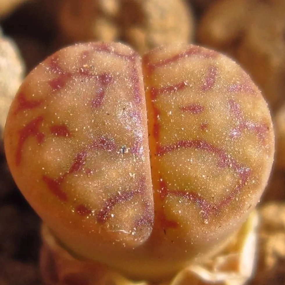 Generic Semillas de Lithops, 100 piezas Rare Mix Semillas de Lithops Piedras vivas Suculentas Cactus Semillas saludables a granel