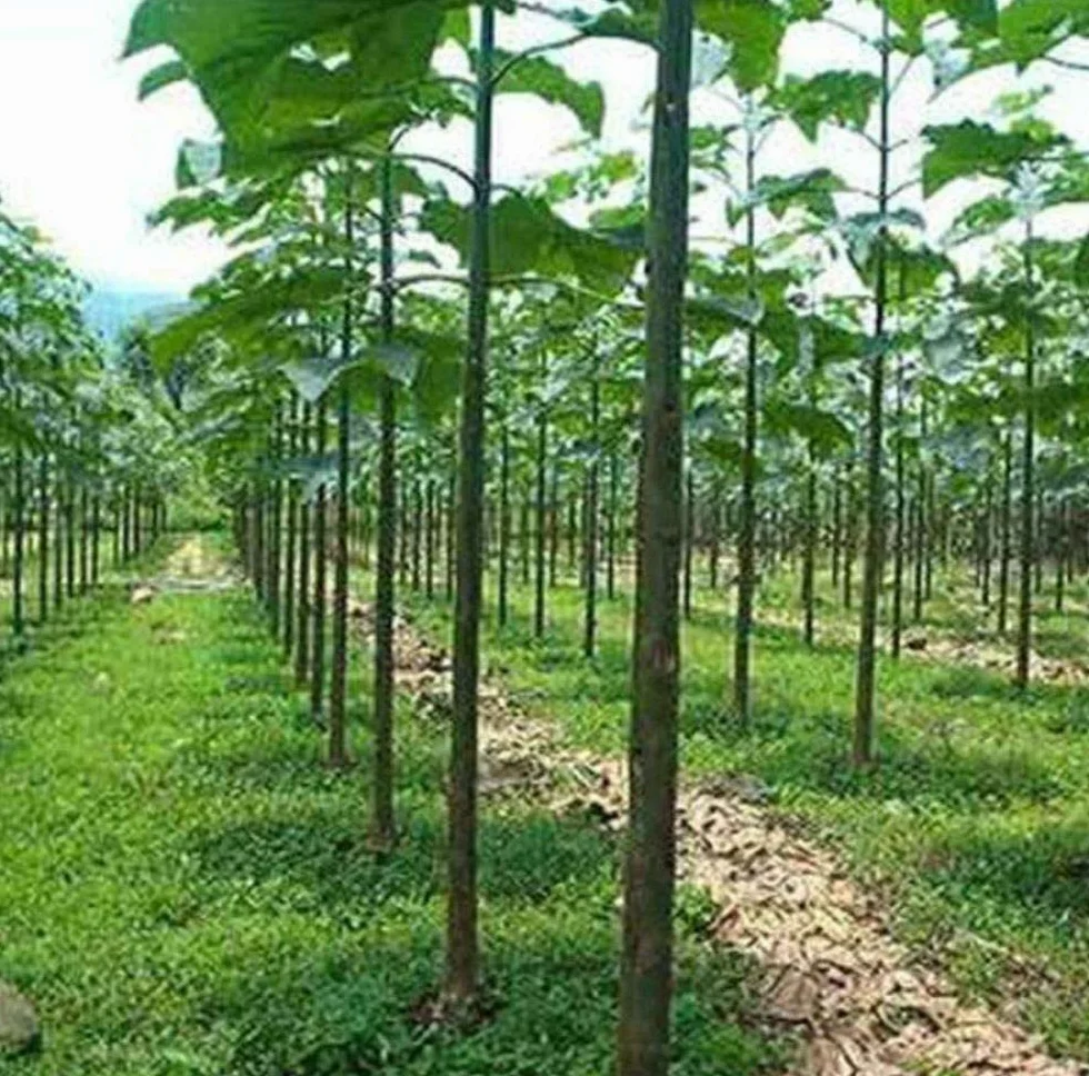 1000 semillas Paulownia elongata - Árbol Real Imperate - ¡Árbol de rápido crecimiento!