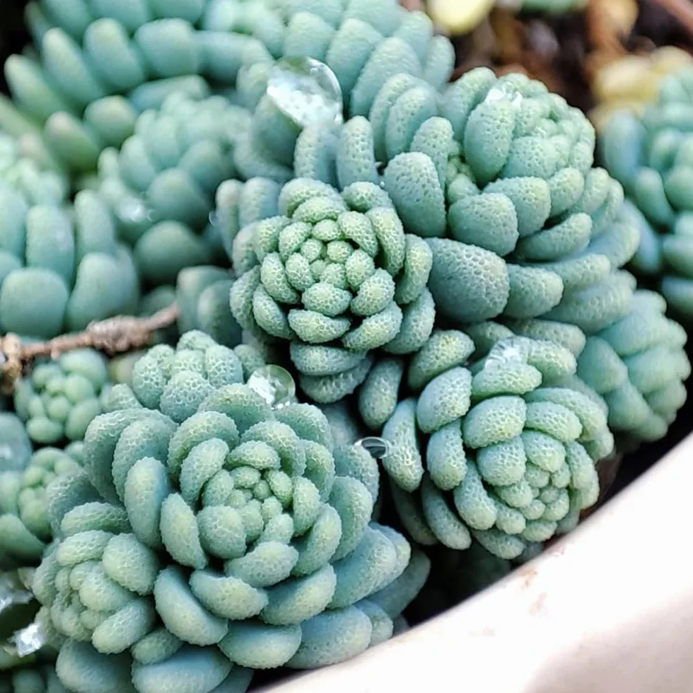 Semillas resistentes de sedum, perennes de sedum, jardín de rocas resistentes Mini reales, para 200pcs