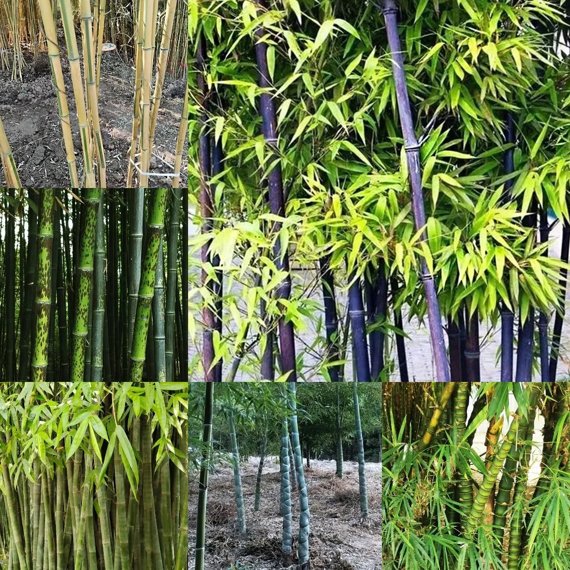 100 piezas Semillas de bambú resistentes Comprar árboles bonsais Semillas de bambú de rápido crecimiento. plantar semillas de jardín lo mejor de Cobertura del suelo perenne resistente