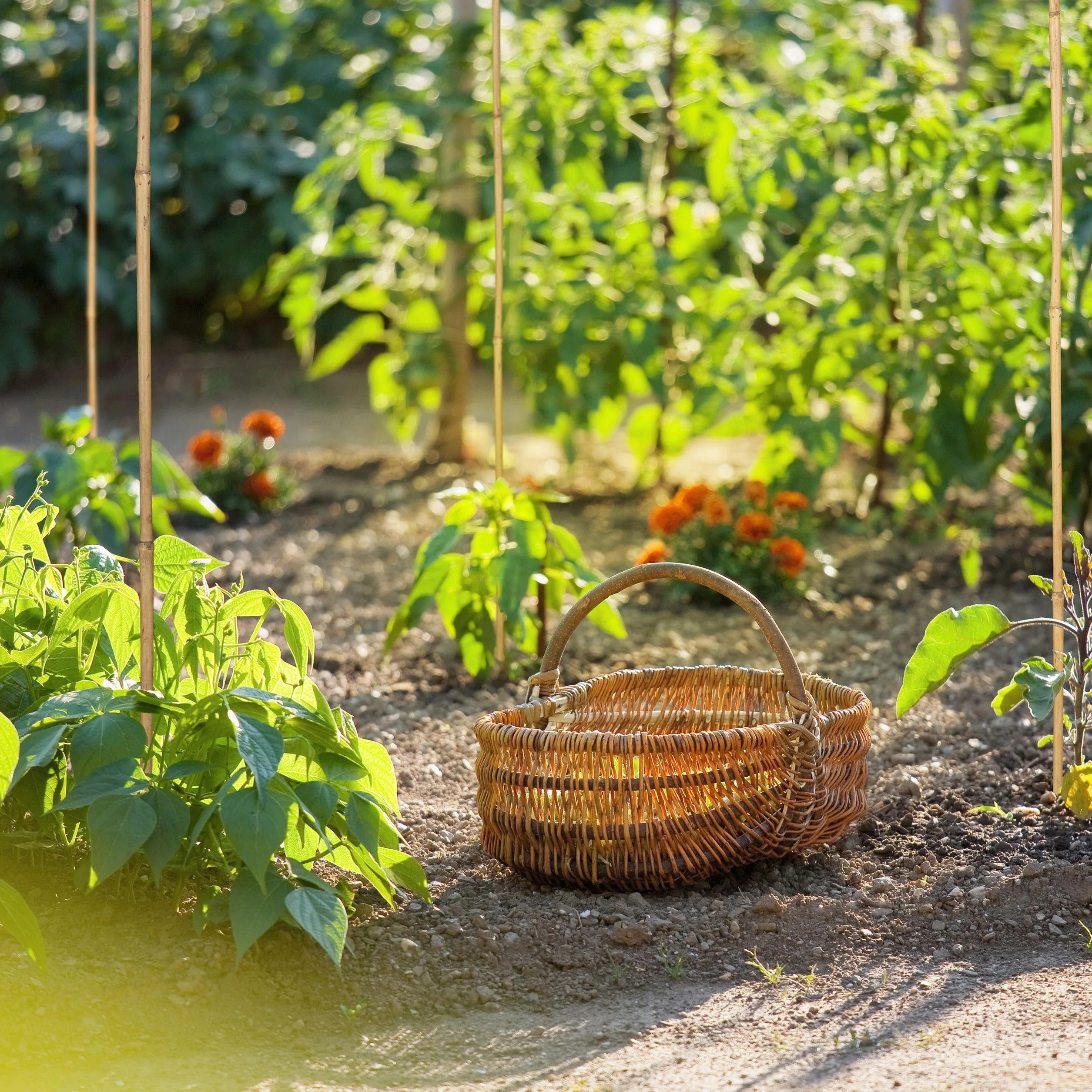 Control Garden Pack 30 Unidades Tutor de Bambú Ecológico de 210 cm | Estaca Natural Caña Sujetar Plantas ø 14-16 | Varillas Árboles, Hortalizas, Enredaderas y Cultivos
