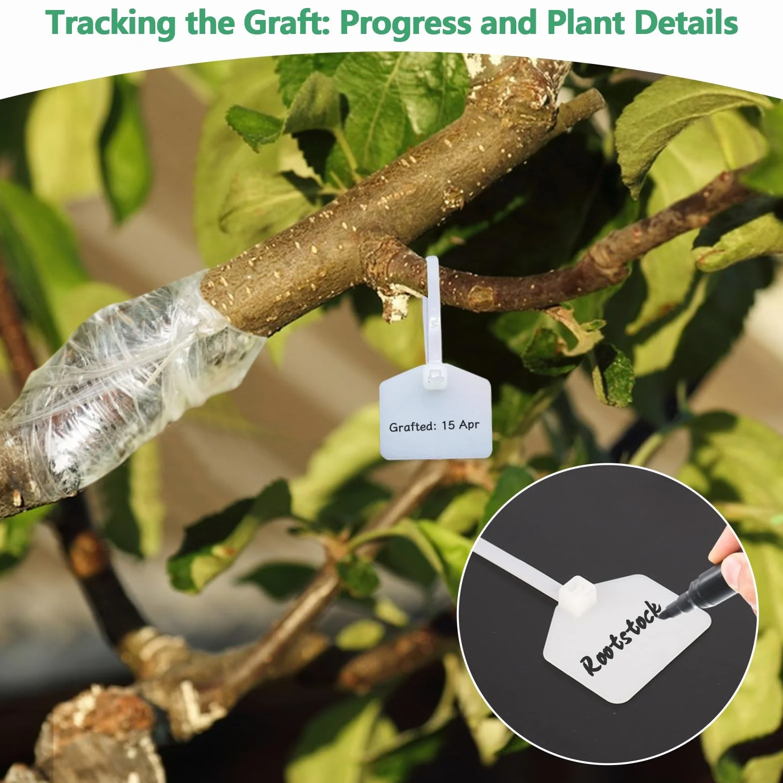 Cinta de Injerto 5Pcs Cinta para Injertar Cinta de Injerto Estirable y Transparente con 10Pcs Ataduras para Injertos de Árboles Frutales y Reparación de Ramas en Viveros y Jardines