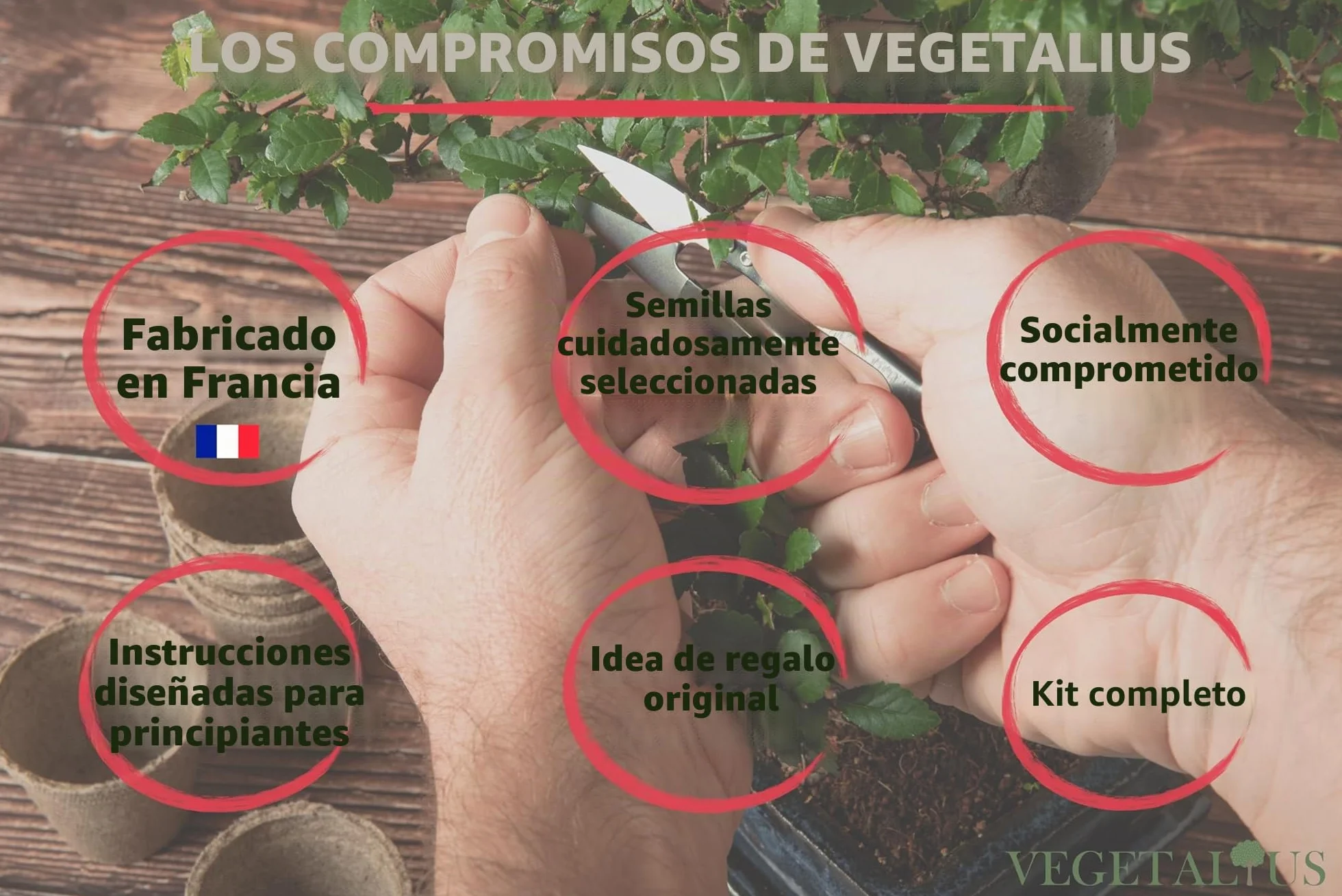 Kit completo de 6 Bonsai con semillas y accesorios - Fabricado en Francia - Idea original de regalo para mujer y hombre para tu interior o jardín. Ideal para Navidad o Secret Santa