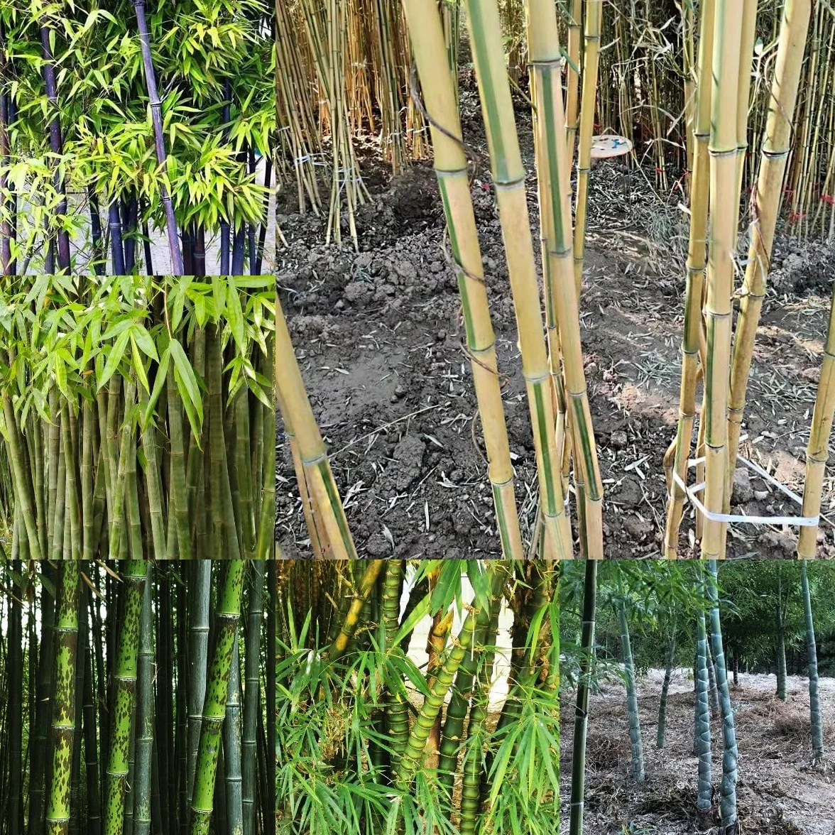 100 piezas Semillas de bambú resistentes Comprar árboles bonsais Semillas de bambú de rápido crecimiento. plantar semillas de jardín lo mejor de Cobertura del suelo perenne resistente