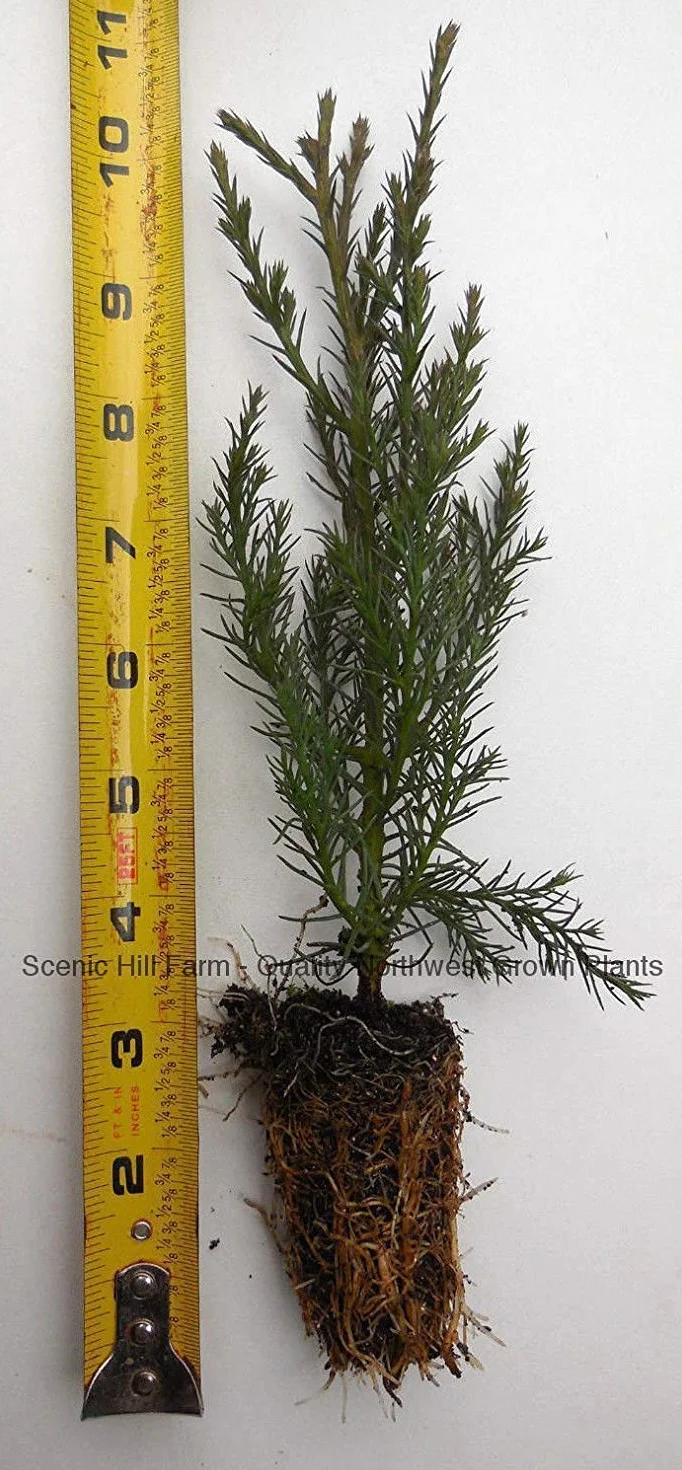 Germinazione I Semi-10 Árbol de secuoya gigante - Secuoya de California - Vaso - 5-8 pulgadas Semenzale Alto: Semillas