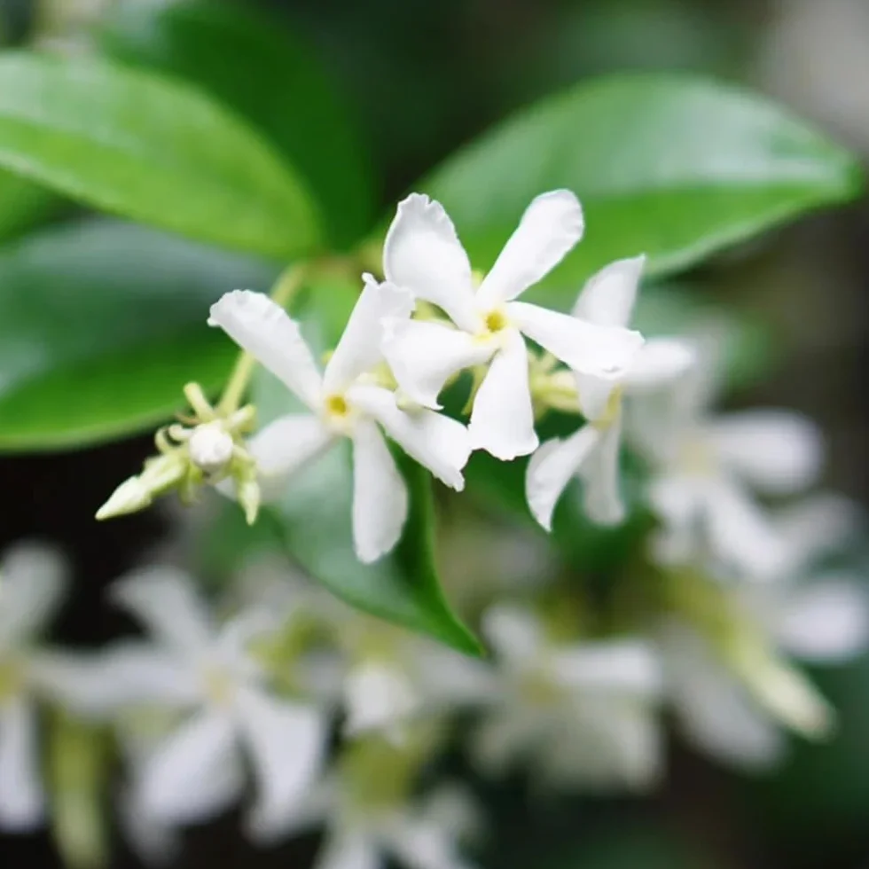 Semillas de jazmín estrella - las trepadoras son resistentes Trachelospermum jasminoides - balcón de semillasde jardín 50pcs