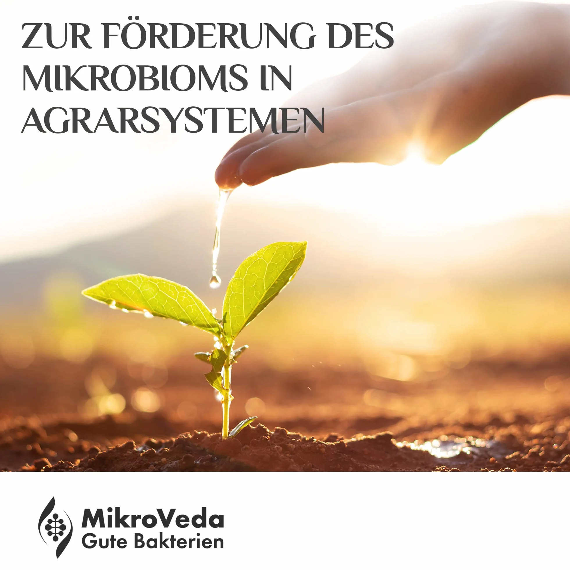 MikroVeda Solución madre orgánica - Microorganismos efectivos - 15 cepas - Activador y auxiliar del suelo - Compost - Estanques - Jardín - Agricultura