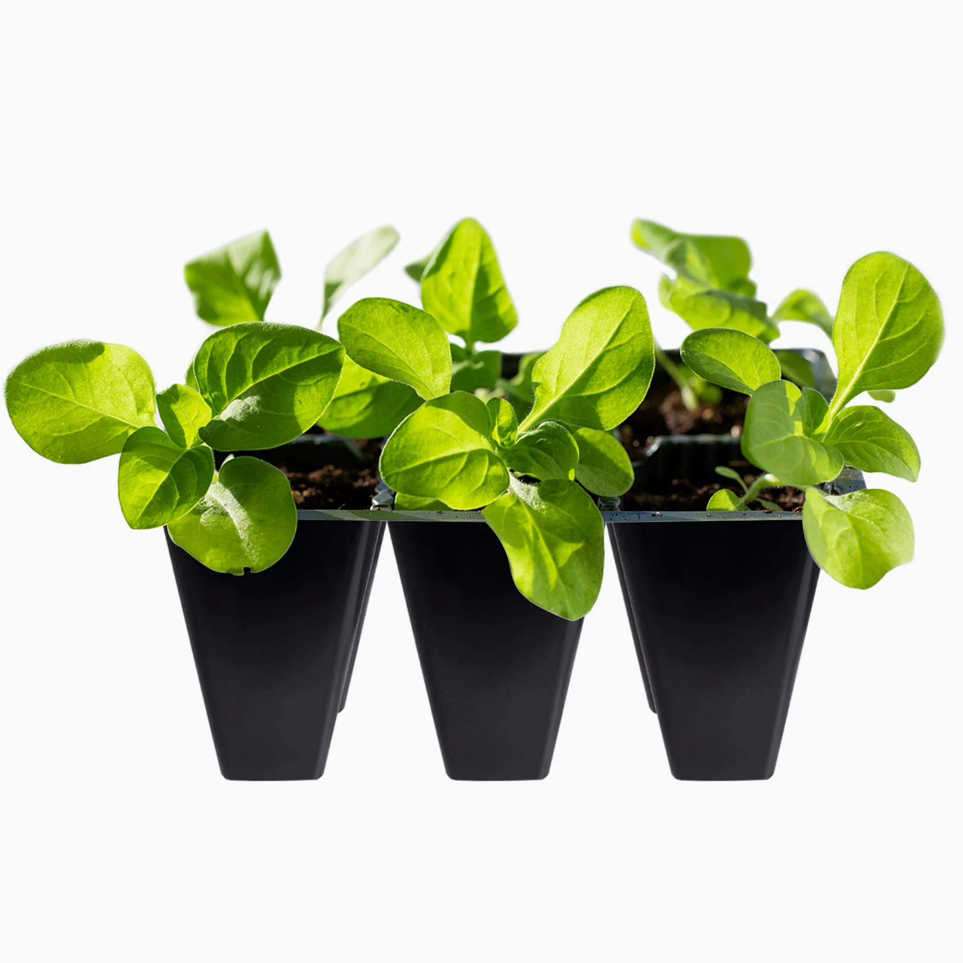 Gardzen Paquete de 120 bandejas de inicio de semillas de 6 celdas para plántulas, bandejas de inicio de plantas con agujeros de drenaje para germinación de semillas, 5.4 x 3.7 pulgadas, color negro