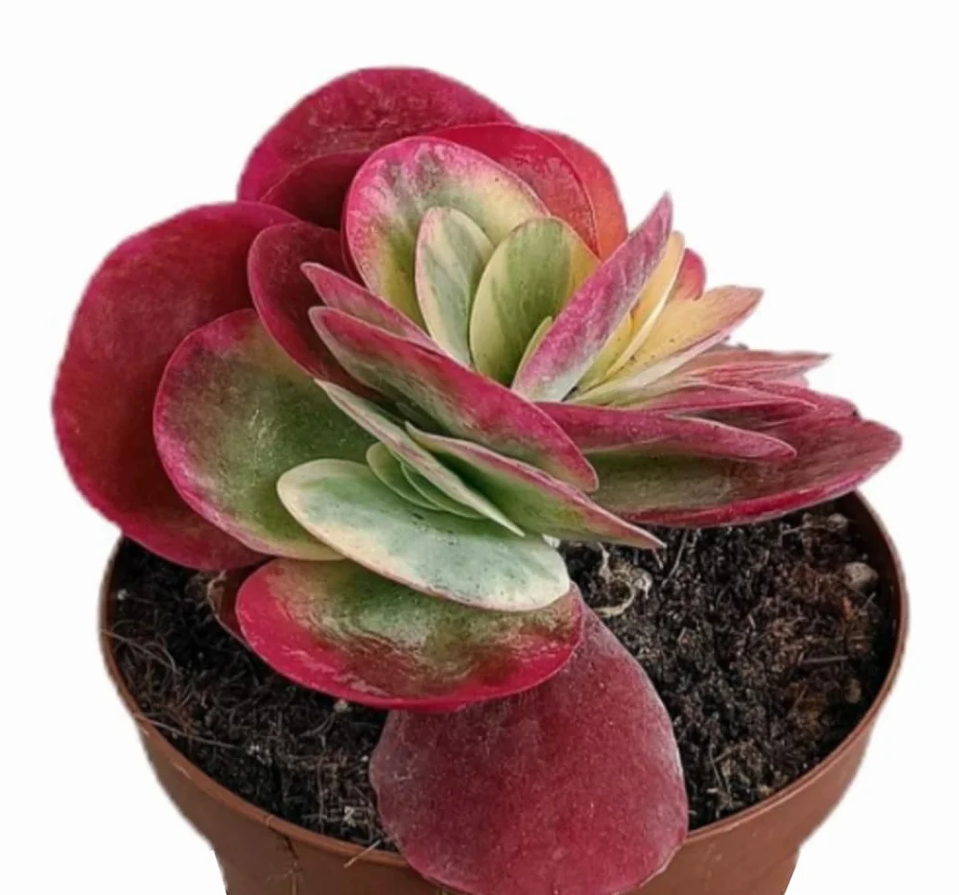 Planta Crasa Kalanchoe Thyrsiflora Variegata, en maceta de 13 cm. Planta de las orejas de burro. Suculenta con hojas gruesas y bordes rojos y cremosos. Segura Garden.