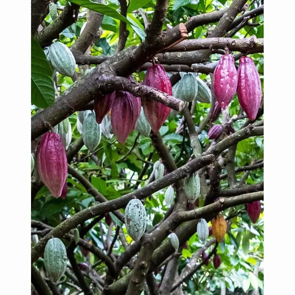 semillas del árbol del cacao, plantas reales, plantas decorativas Maceta de bonsái, de jardín, balcón resistentes Macetas, decoración jardín para exteriores. Semillas árboles, 60pcs
