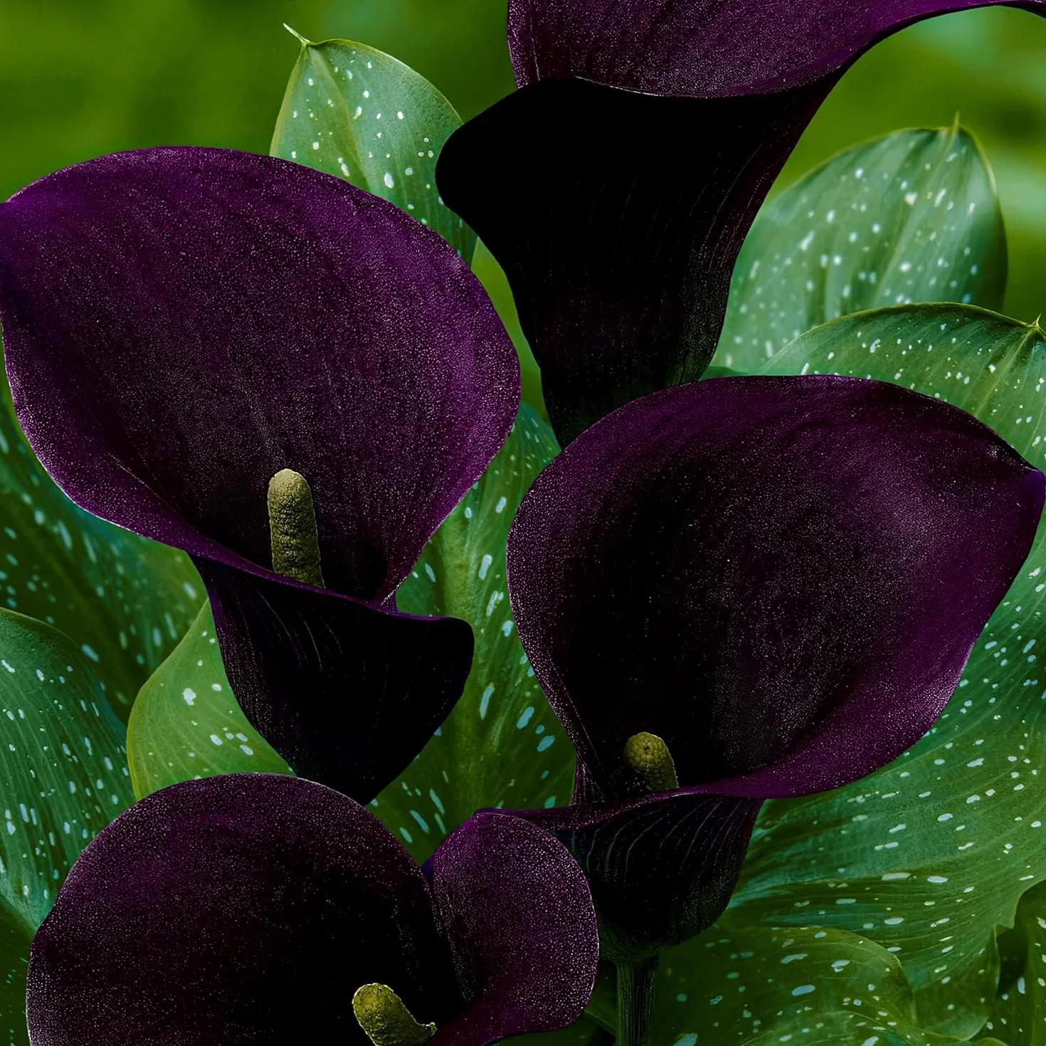 Colección de bulbos de flores de lirio de cala morado, negro y rojo, bulbos de Zantedeschia, 5 piezas reales y grandes que tienen más de 5 flores, ideales para la maceta, de Holanda