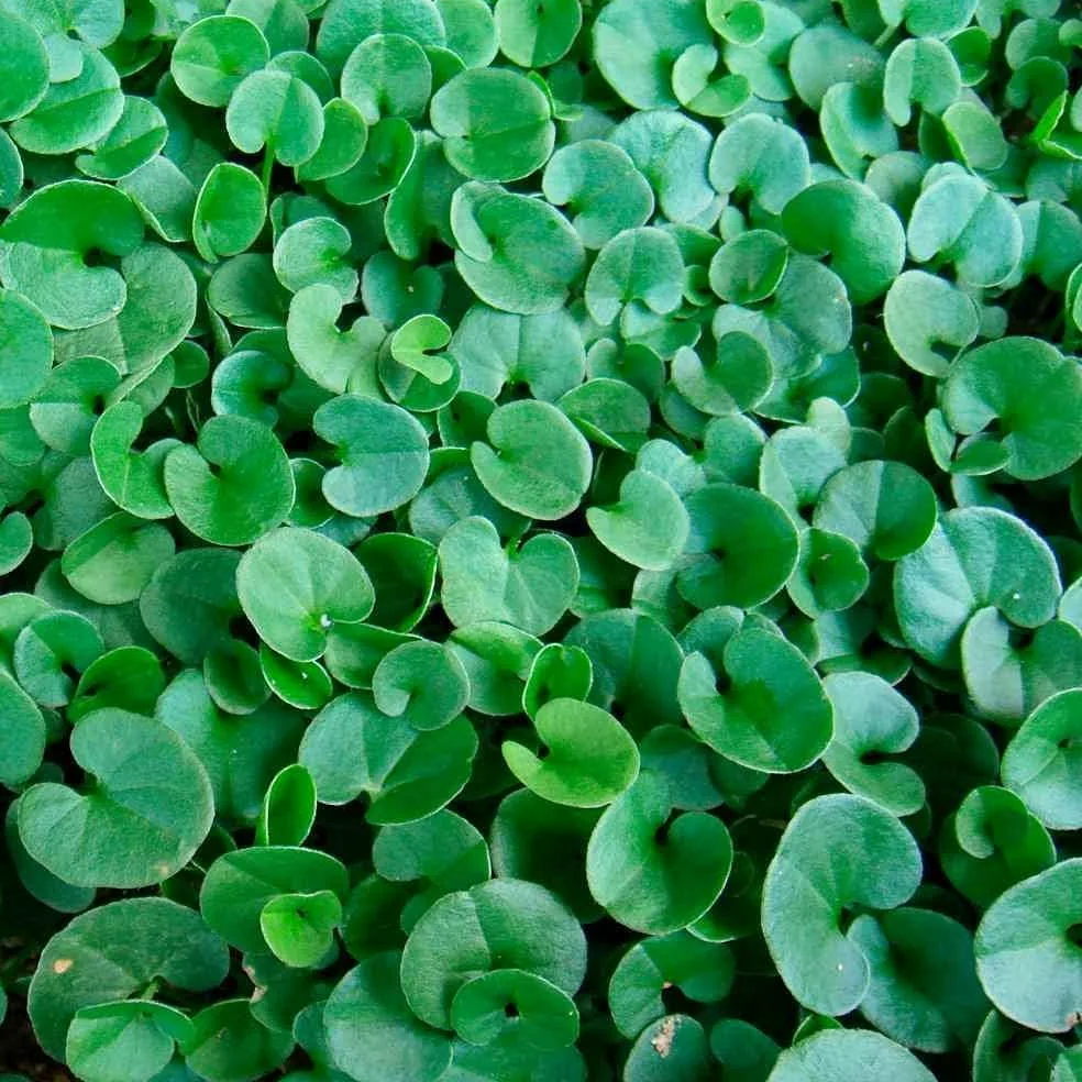 Dichondra Repens Semillas de Césped Origen USA Resistentes Decorativas 900gr 90mq