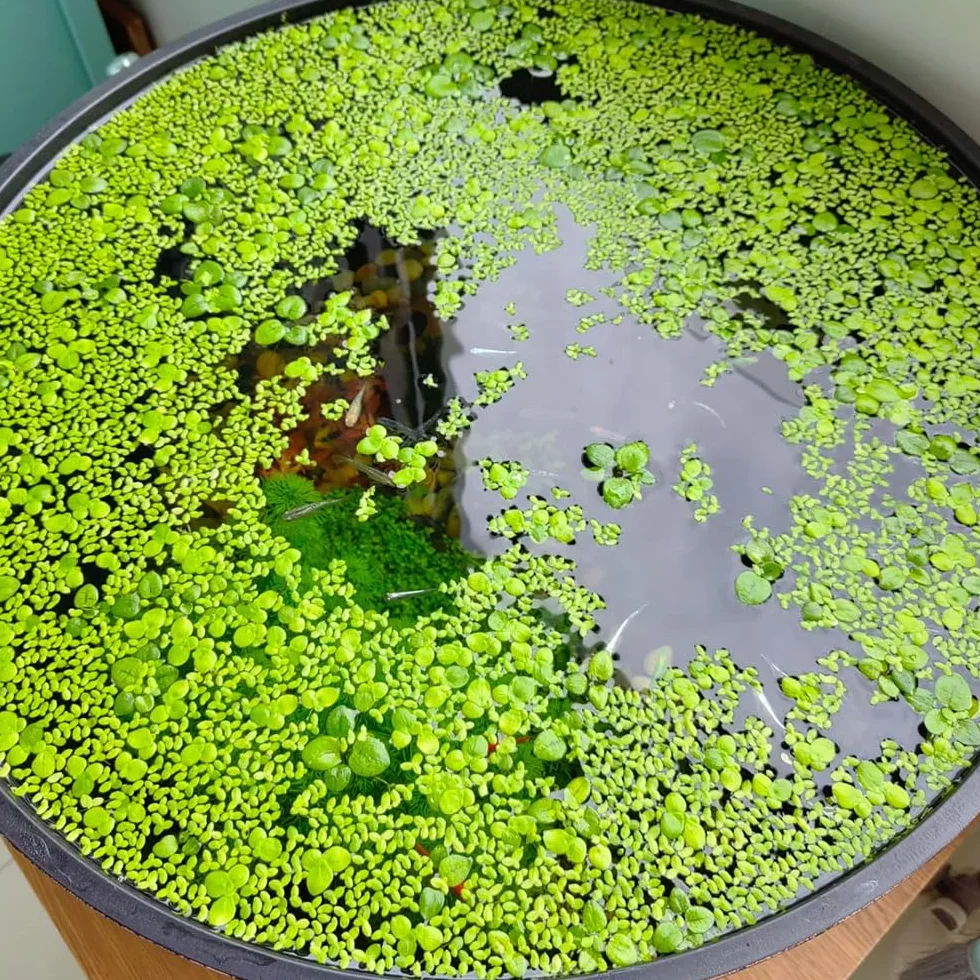 semillas de lenteja de agua, acuario de flotantes, Lemna minor, sostenible de acuario regalos 800pcs