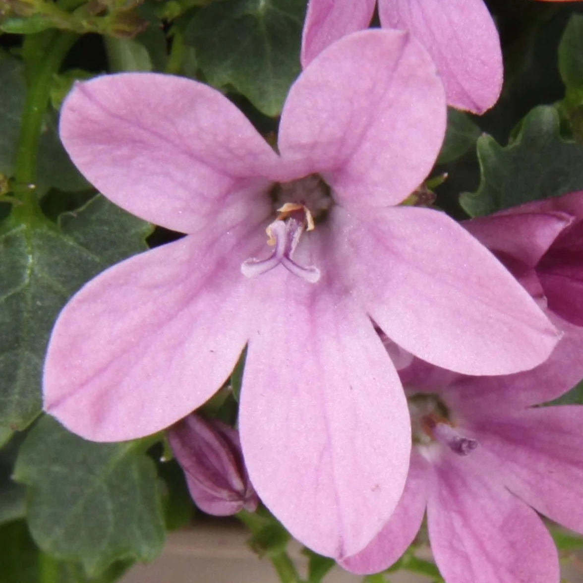Bloomique - Set de 6 - Campanula ‘Ambella Pink’ - Campánula - Cubresuelos - Plantas de jardín - Resistente al frío - Apta para mascotas - Altura 10-20 cm - Maceta 10,5 cm