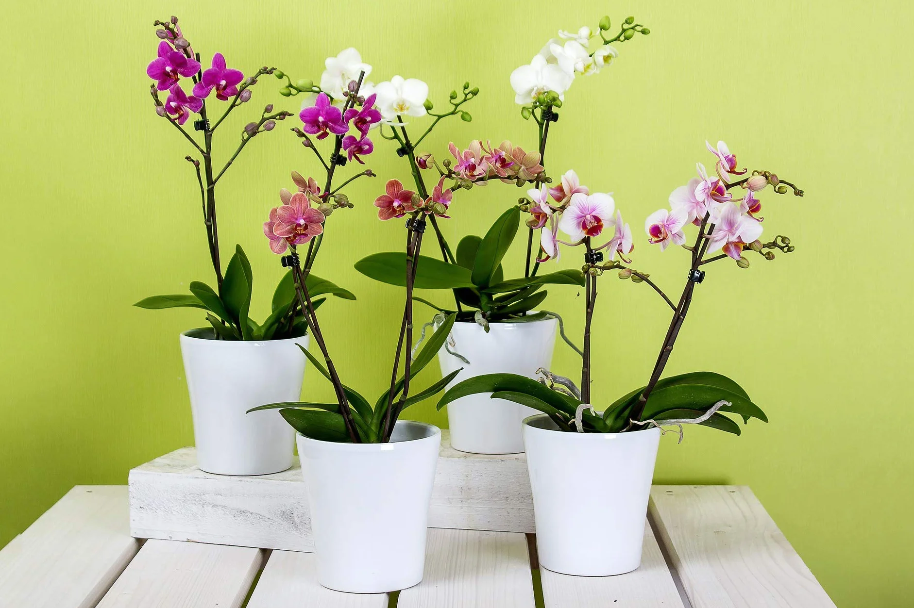 Protect Garden Top Gotero para Orquideas - Fertilizante diluido especial para orquideas