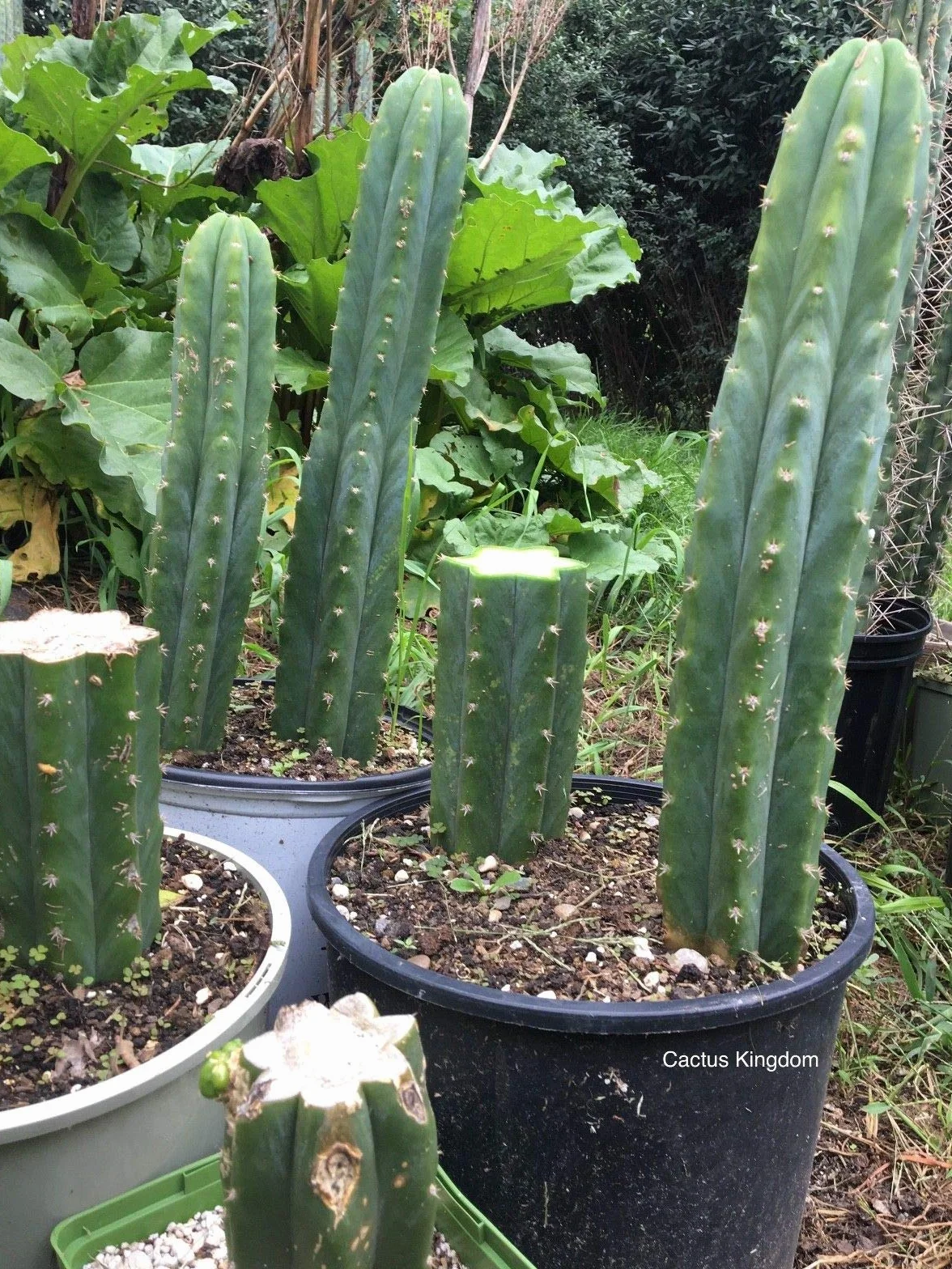 Portal Cool Las semillas del paquete: 20: semillas de cactus San Pedro (Trichocereus Pachanoi Cactus) Syn. Echnopsis Pachanoi