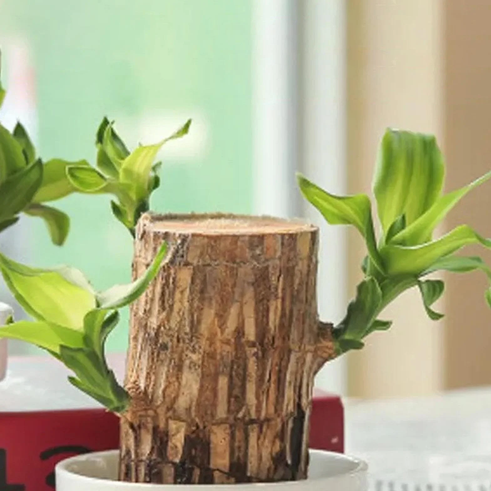 Alimento para plantas de madera brasileña, fertilizante líquido de bambú de 100ml, fertilizante para plantas de interior de madera brasileña de la suerte, fertilizante líquido para plantas de interior