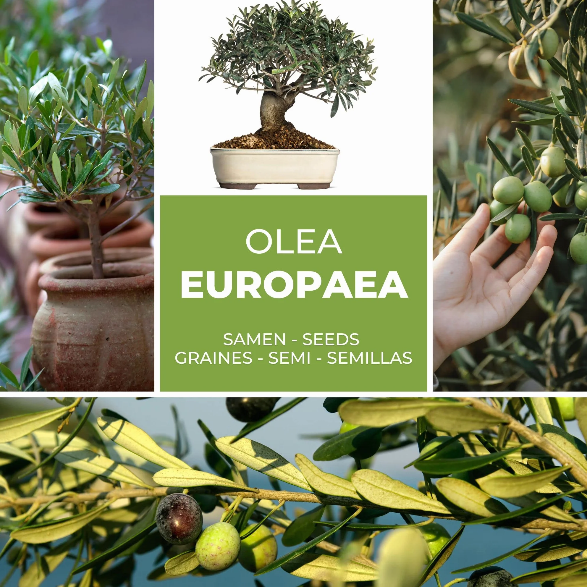 Magic of Nature Semillas de Olivo - 10 Ud. Olea europaea Olivo Mediterráneo para Jardín Balcón & Bonsái - Huesos de Árbol de Aceite Reales