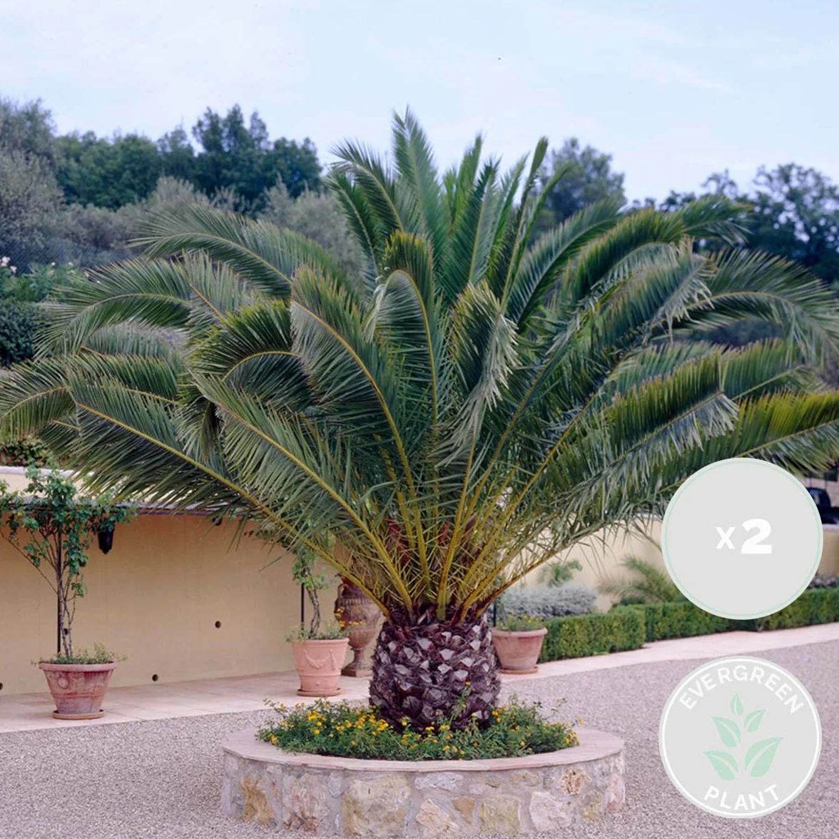 Bloomique - Set de 2 - Phoenix canariensis - Palmera datilera canaria - Palmera resistente - Plantas de jardín - Altura 50-70 cm - Maceta 15 cm