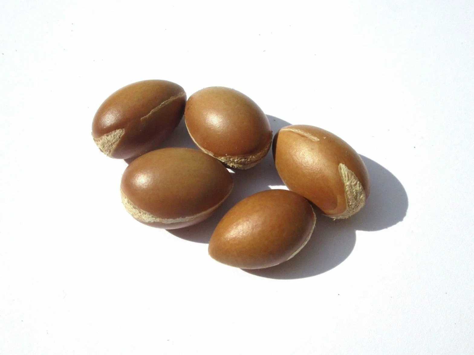 Portal Cool 10 Semi di Argan (Argania Spinosa) Da Tafraout Marocco - Nuevo raccolto
