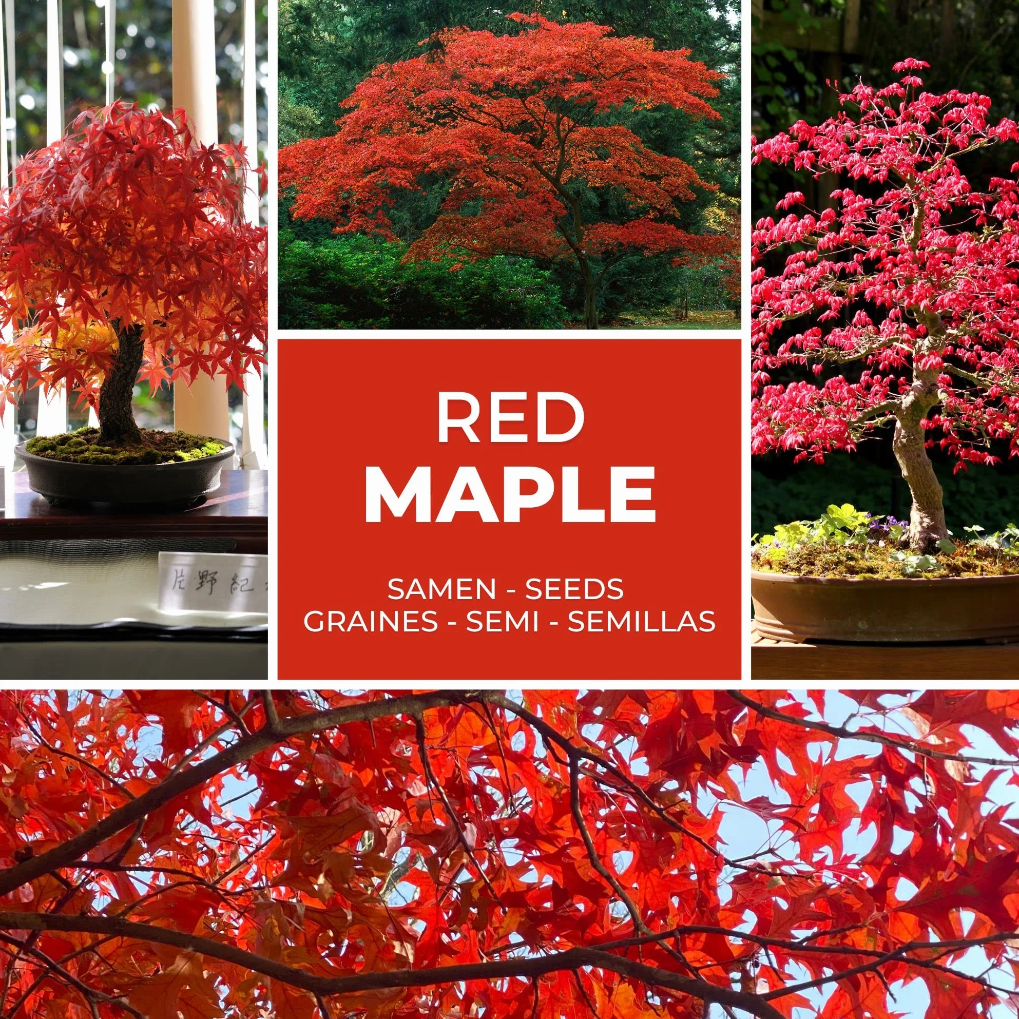 Magic of Nature: Semillas de Arce Japonés Rojo (20 Uds) Adecuado para Bonsái