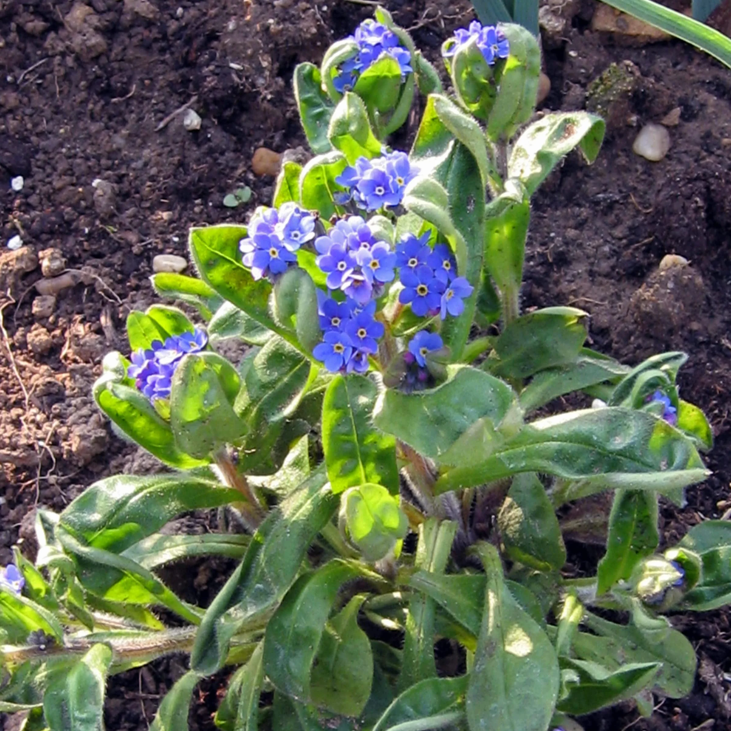 No me olvides (Myosotis sylvatica) - aprox. 600 semillas