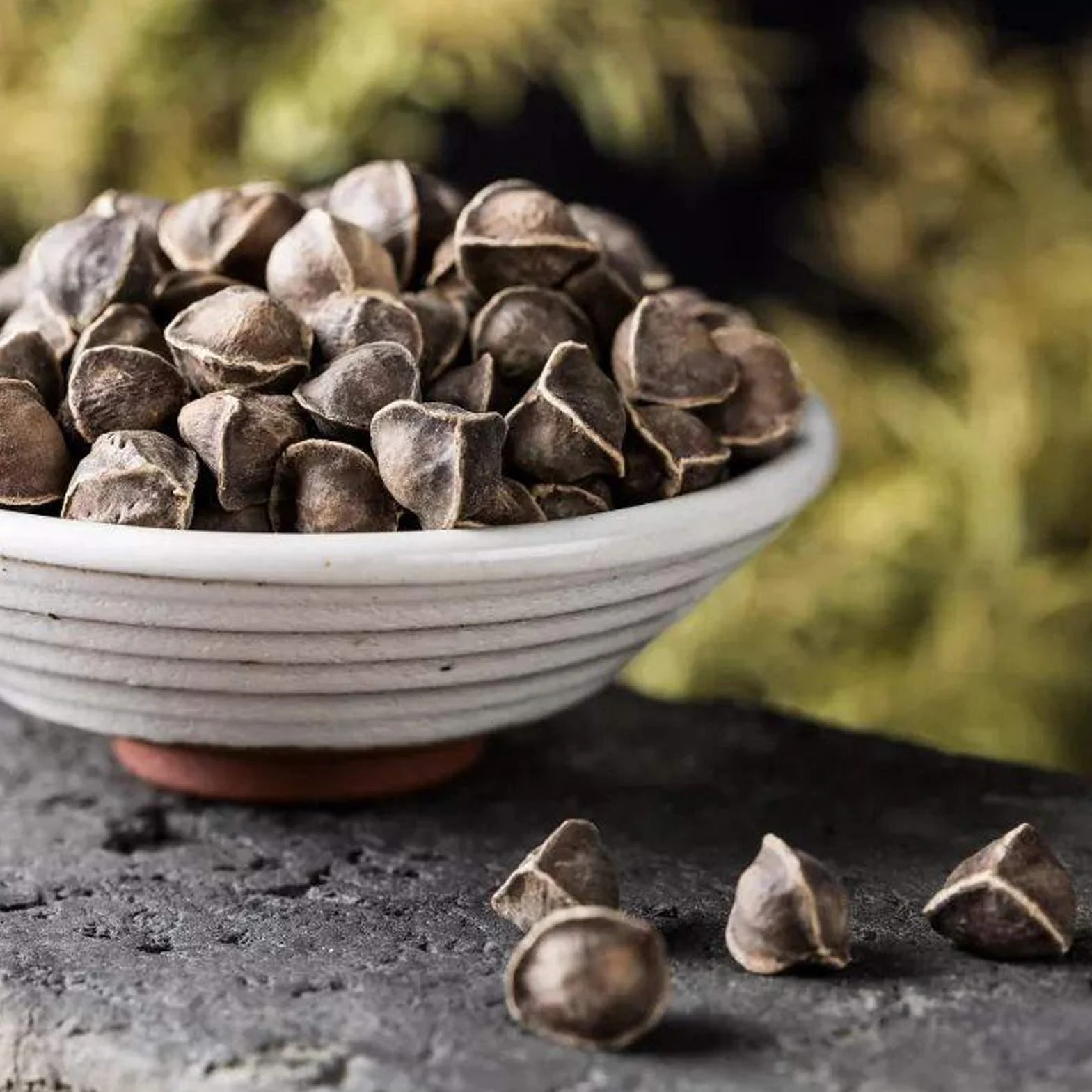 Benoon Semillas De Moringa, 50 Piezas/Bolsa Semillas De Moringa Fragancia Intensa De Moringa Sin OGM Semillas De Moringa De Jardín Saludable Para Jardín Semilla