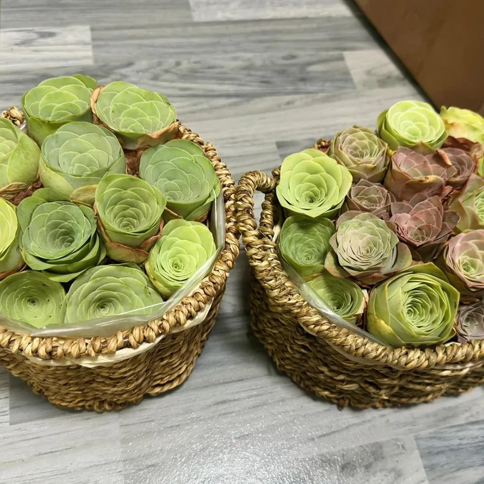 Semillas de suculentas, variedades antiguas, raras, semillas para invernadero y balcón 160pcs