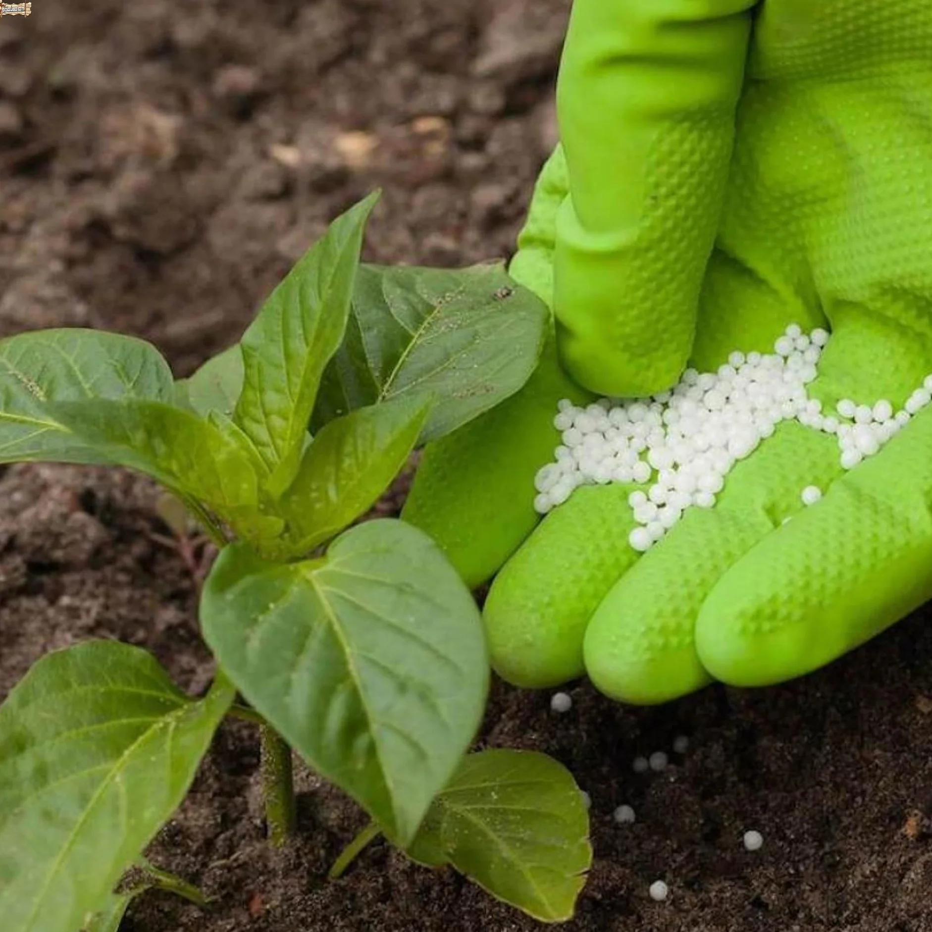 BricoLoco.com Abono complejo NPK 15-15-15. 1 Kg. Fertilizante triple 15 granulado. Para plantas de huerto y jardín, árboles, etc. 15% nitrógeno 15% fósforo 15% potasio (1, Kilogramos)