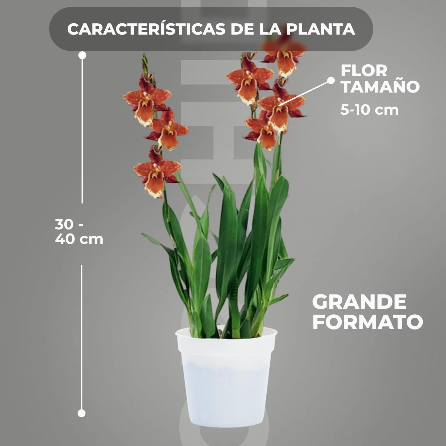Orquídeas Wilsonara Inferno 2 plantas de interior 30-40 cm Holanda
