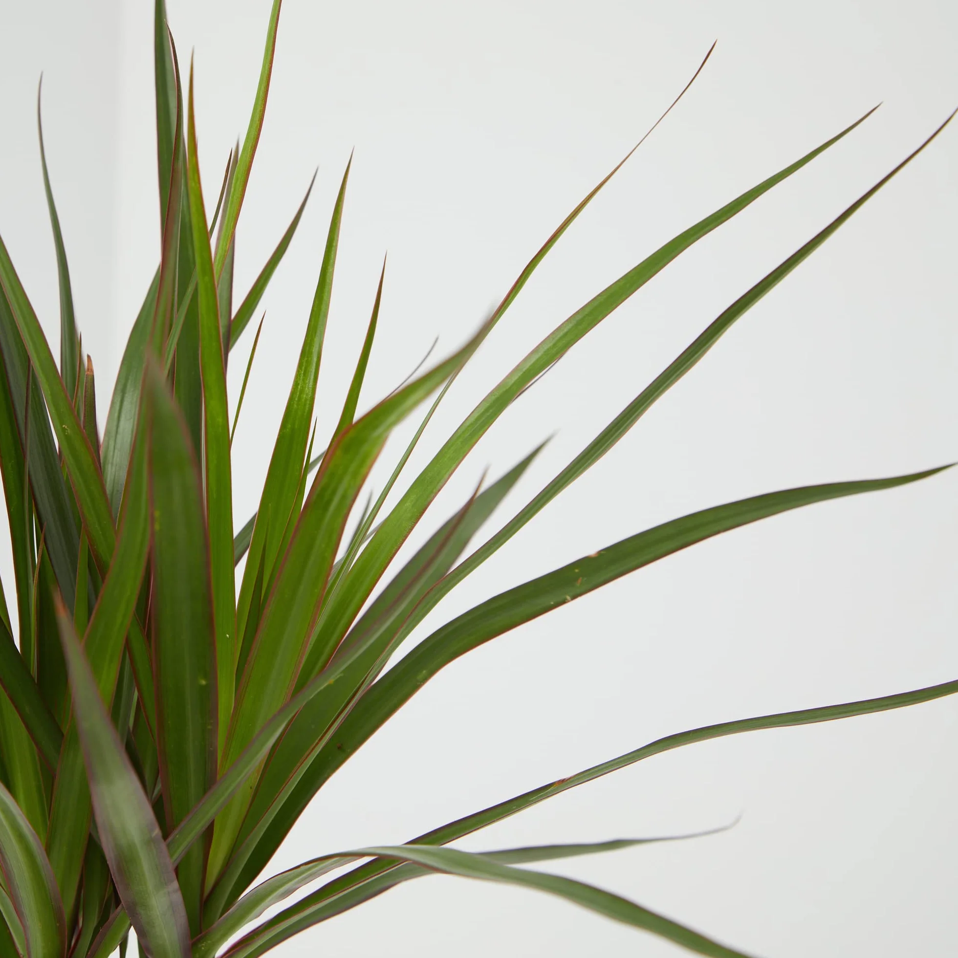 Verdecora Dracena Marginata | Dracaena Marginata | Planta natural de interior | Gran adaptación a interiores y fácil de cuidar (Maceta Ø11cm)