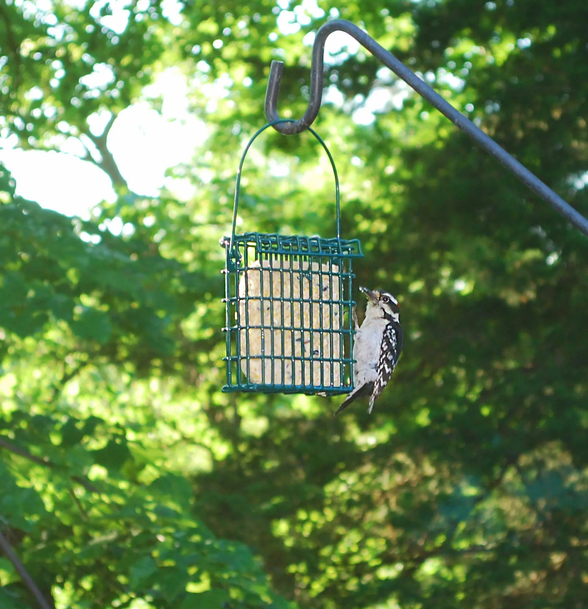 ST. ALBANS BAY SUET PLUS Paquetes variados de pastel de sebo | 11 onzas de pasteles de sebo de pájaro silvestre | (maní y bayas, paquete de 10)