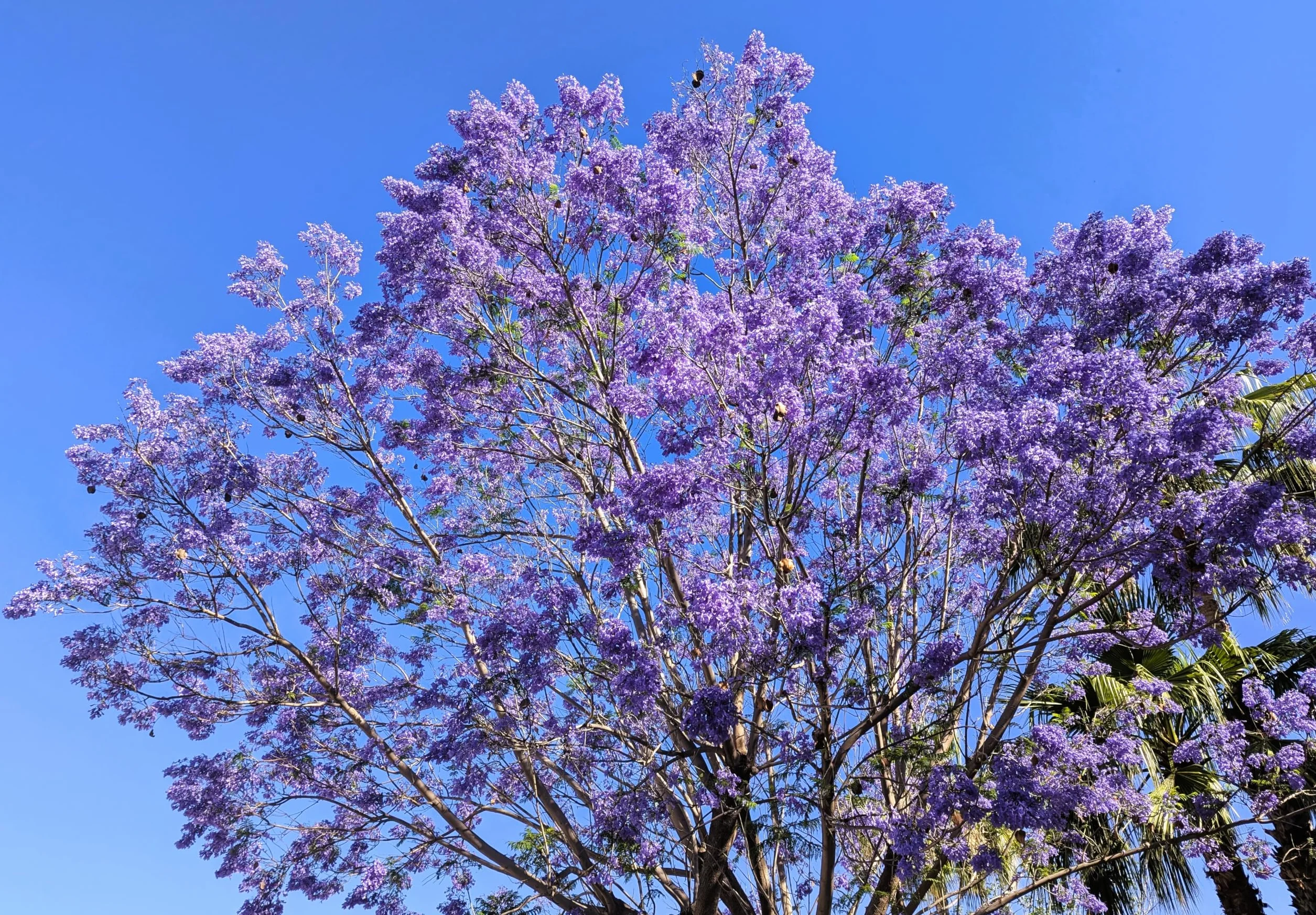 30 Semillas de Jacaranda (Jacaranda Mimosifolia)
