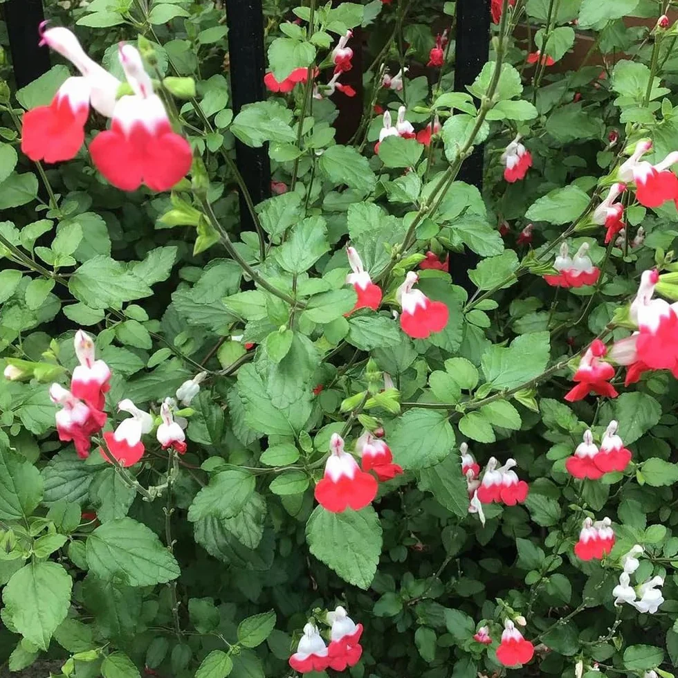Semillas de salvia, Salvia greggii, semillas de aptas para las abejas cobertura del suelo jardín pradera mariposas exóticas resistentes al aire libre 500pcs