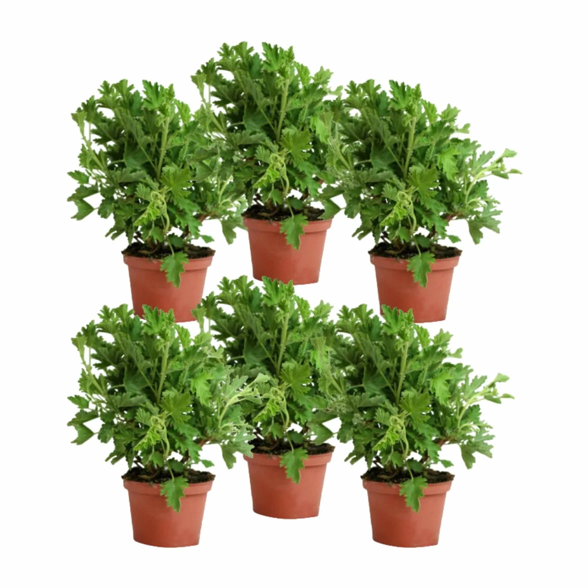 Verdecora Pack 6 Geranios Antimosquitos - Citronella Plantas naturales en maceta de Ø15cm (altura total aproximada 20cm)