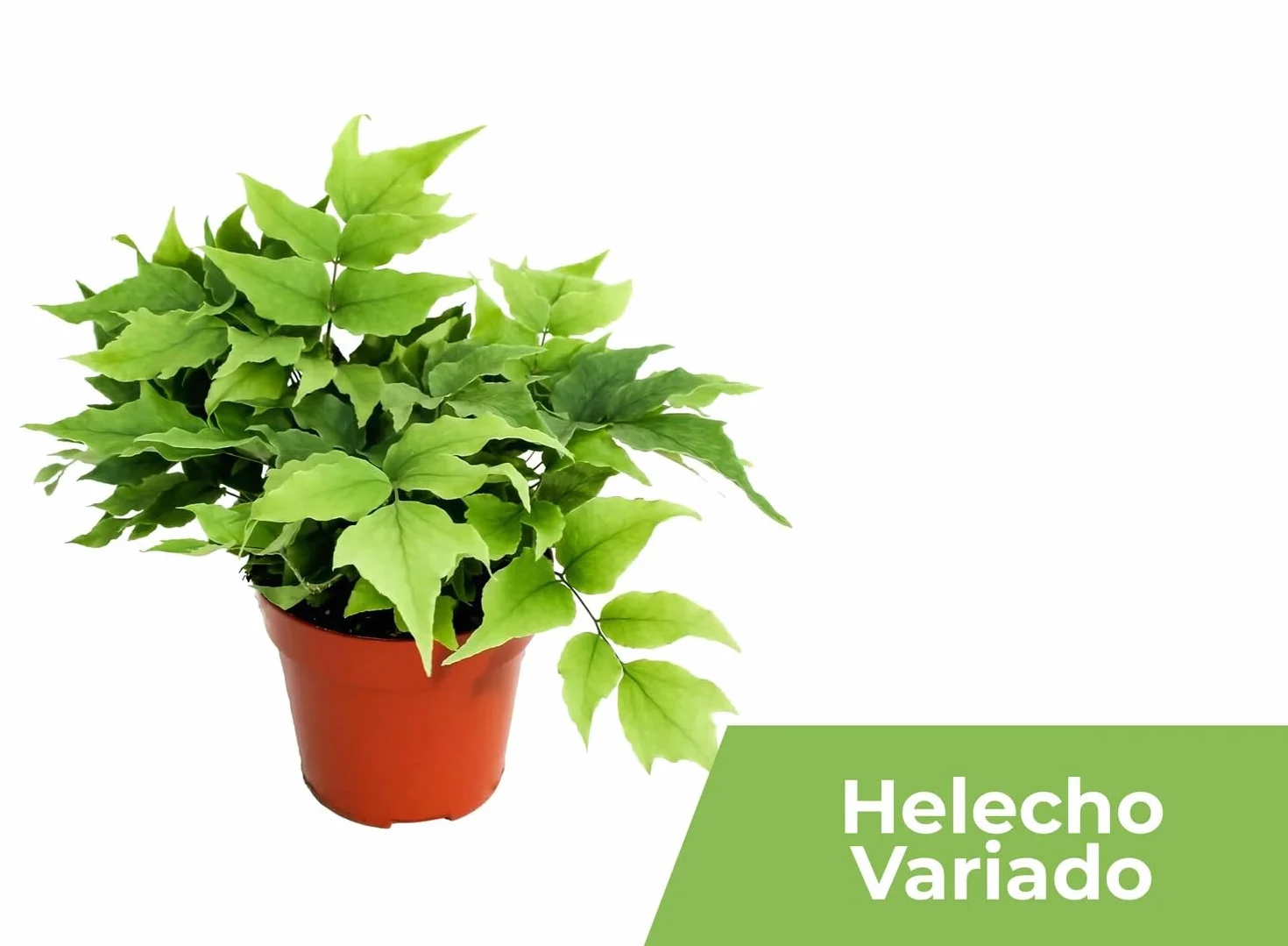 Garden Center shop | Pack ahorro 10 Plantas de Interior Variadas |Purificadoras de Aire | Decorativas y de Bajo Mantenimiento | Ideal para Hogar u Oficina | Plantas Naturales Vivas