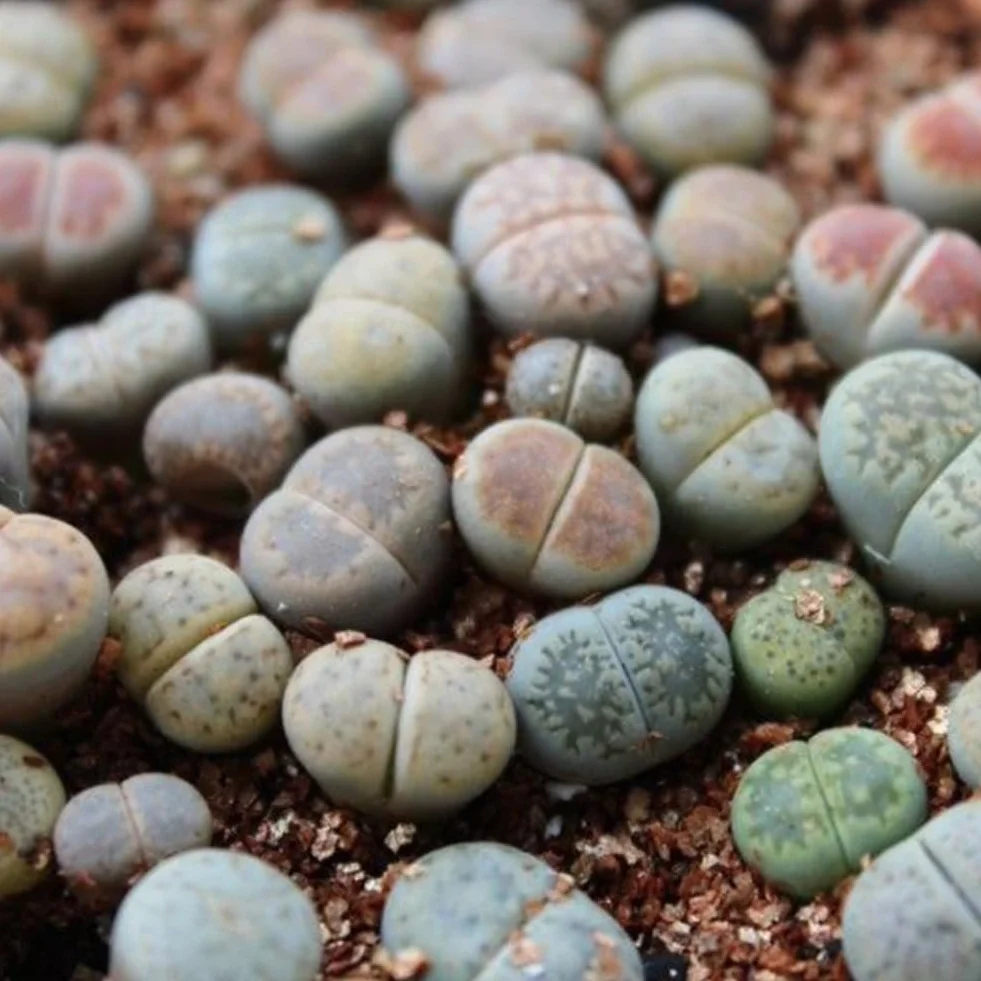 100 Unids Mezcla Rara Semillas de Lithops Piedras Vivas Suculentas Cactus Semillas a Granel Saludables para la Plantación de Jardín