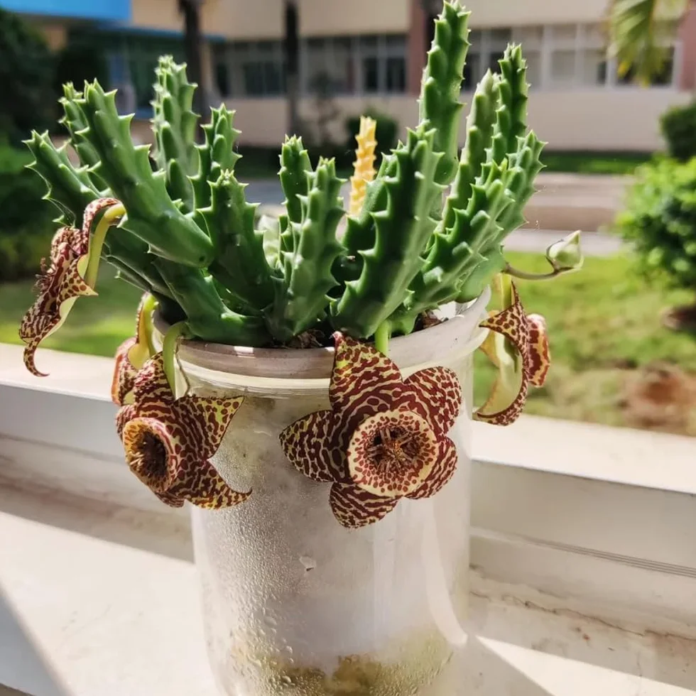 stapelia - de interior suculentas stapeliasamen de interior hoja trepadoras resistentes cubrir el suelo, otoño, resistentes, con 15semillas
