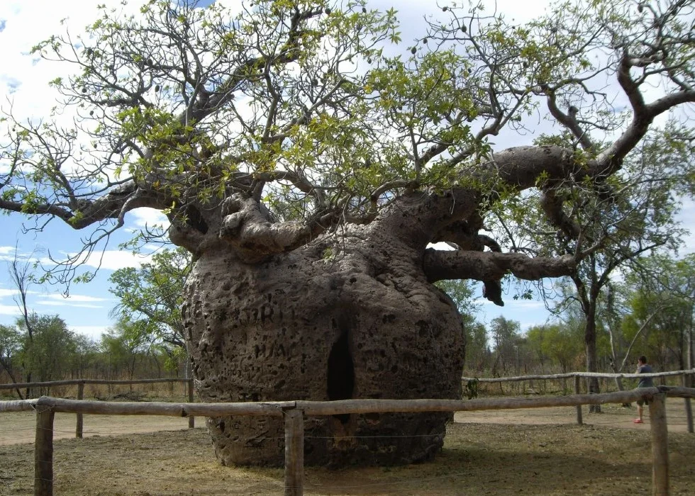 SAFLAX - Árbol del pan del mono - 6 semillas - Con sustrato estéril para cultivo - Adansonia digitata