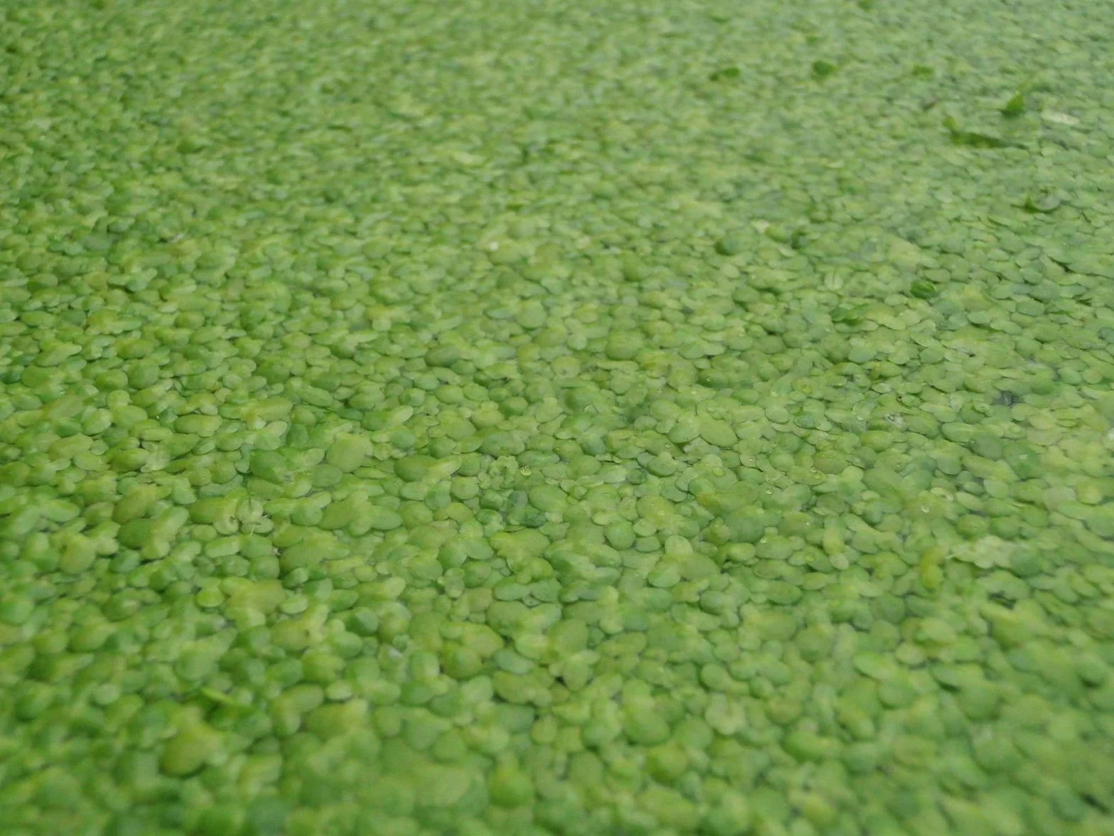 1 porción de lentejas de agua, aproximadamente 1000 unidades de Lemna minor